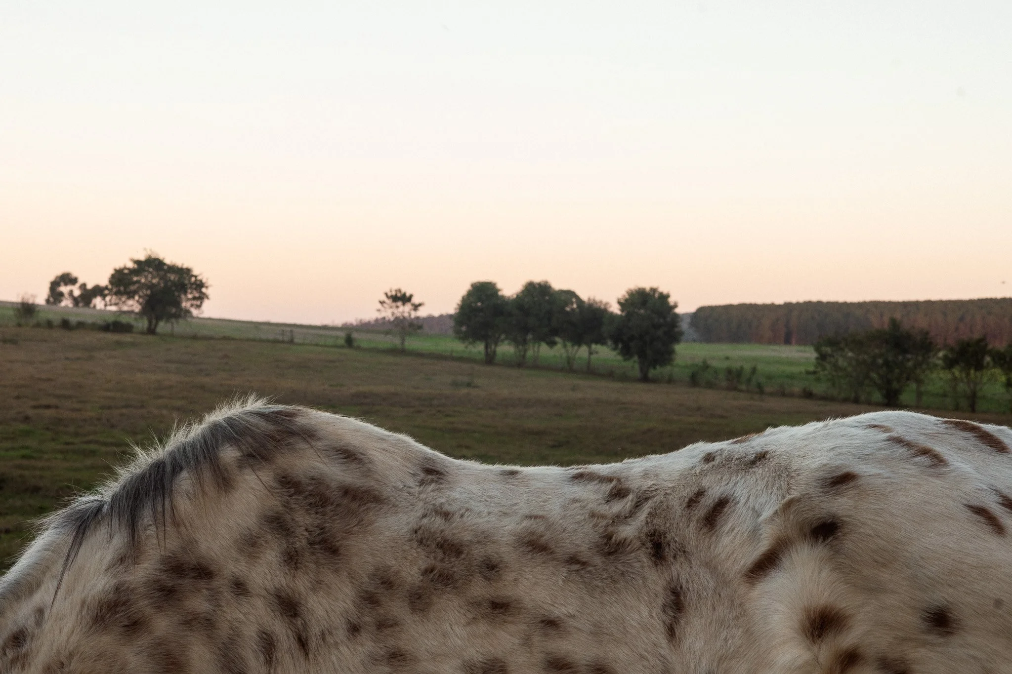 0032haras.jpg