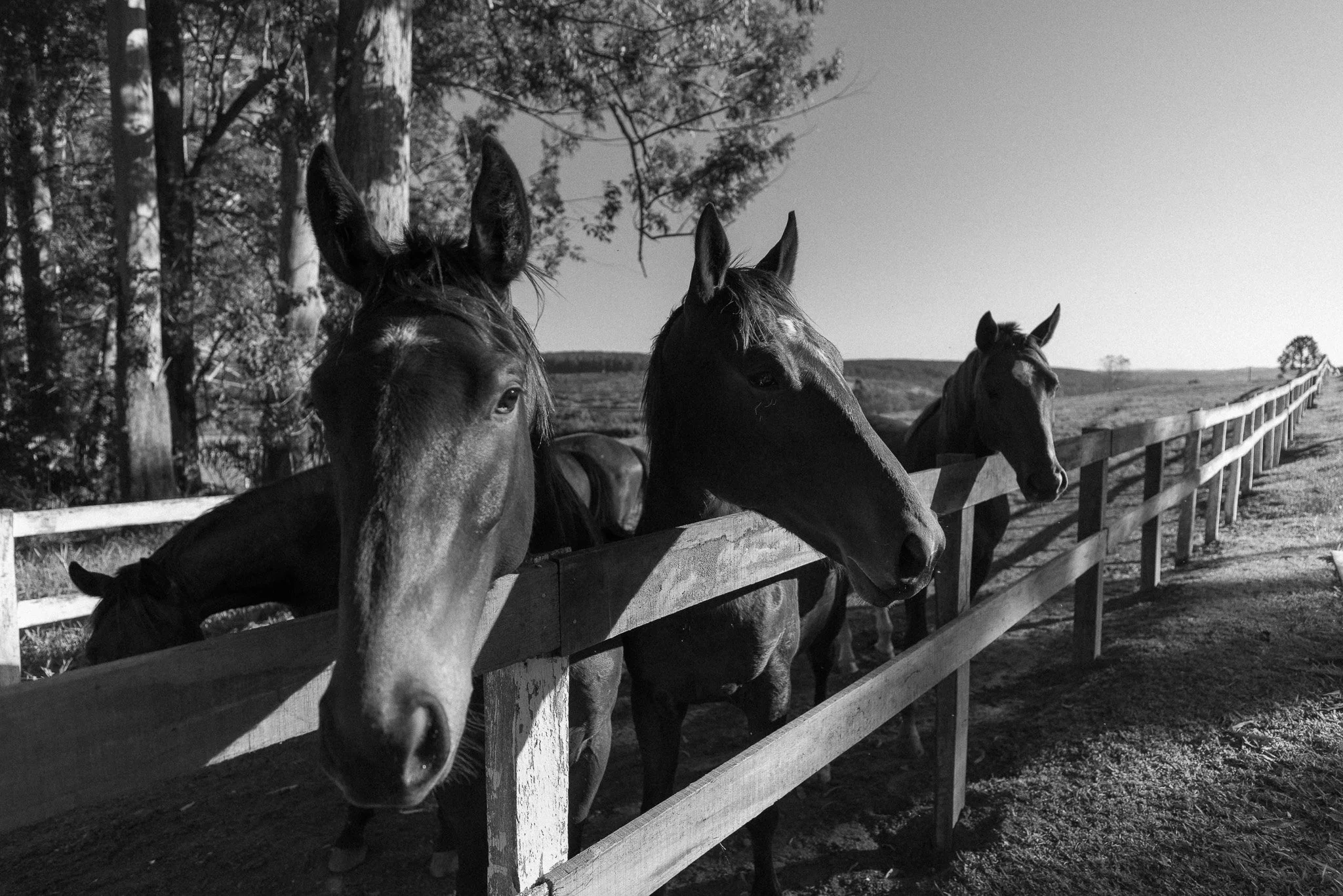 0042haras.jpg