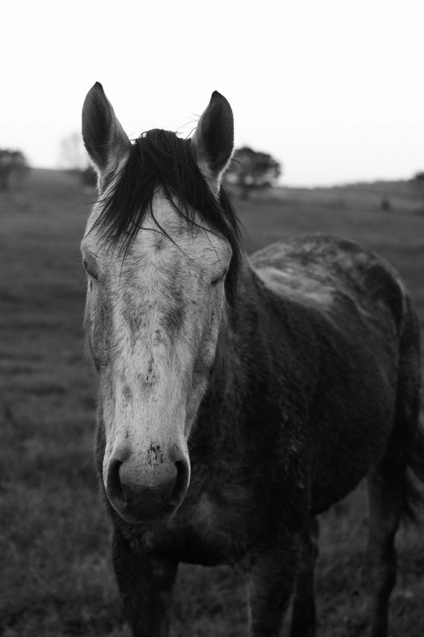 0028haras.jpg