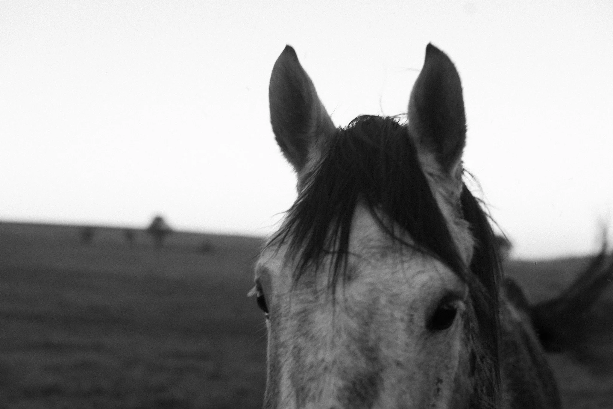 0046haras.jpg