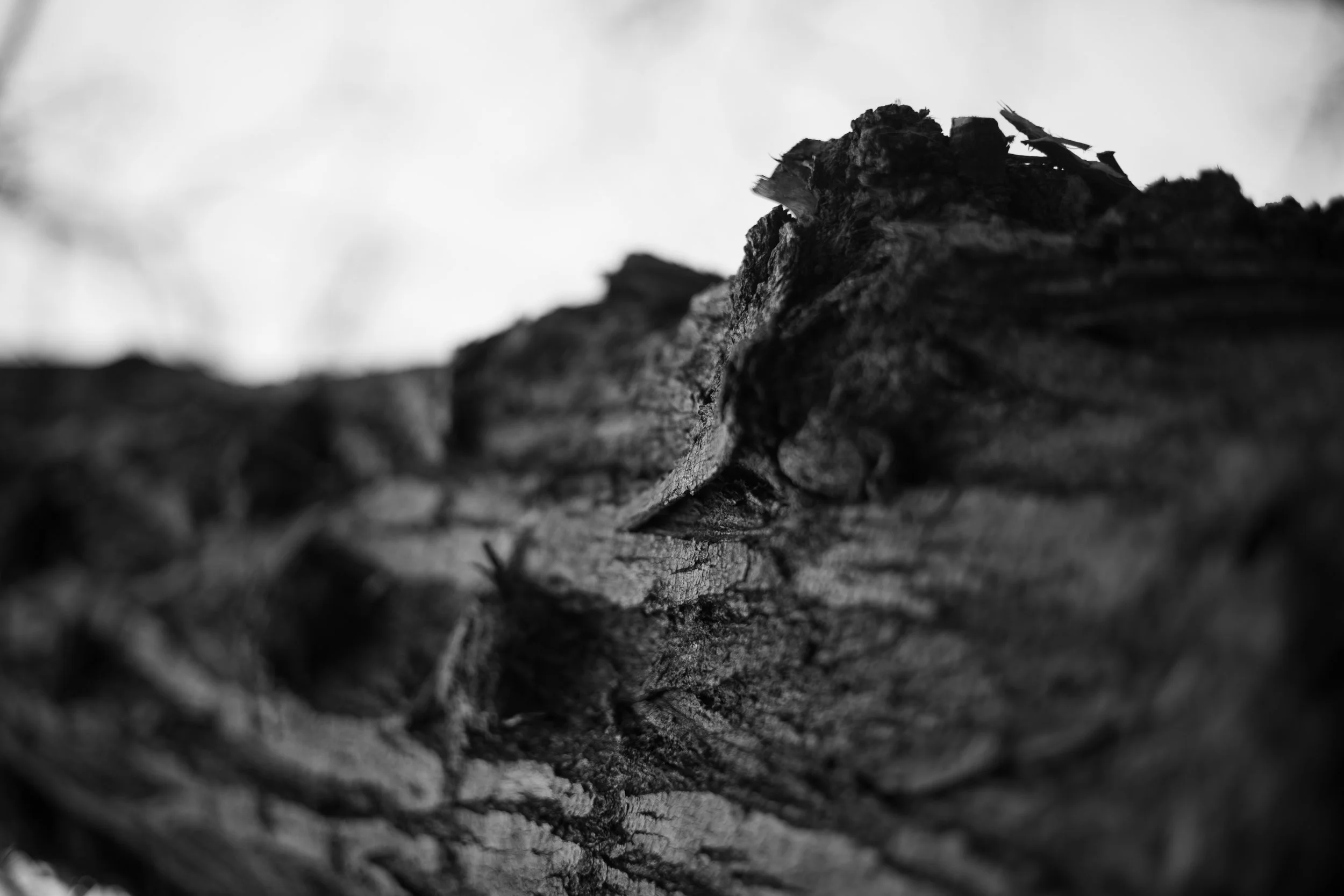 BN6A2076095.jpg