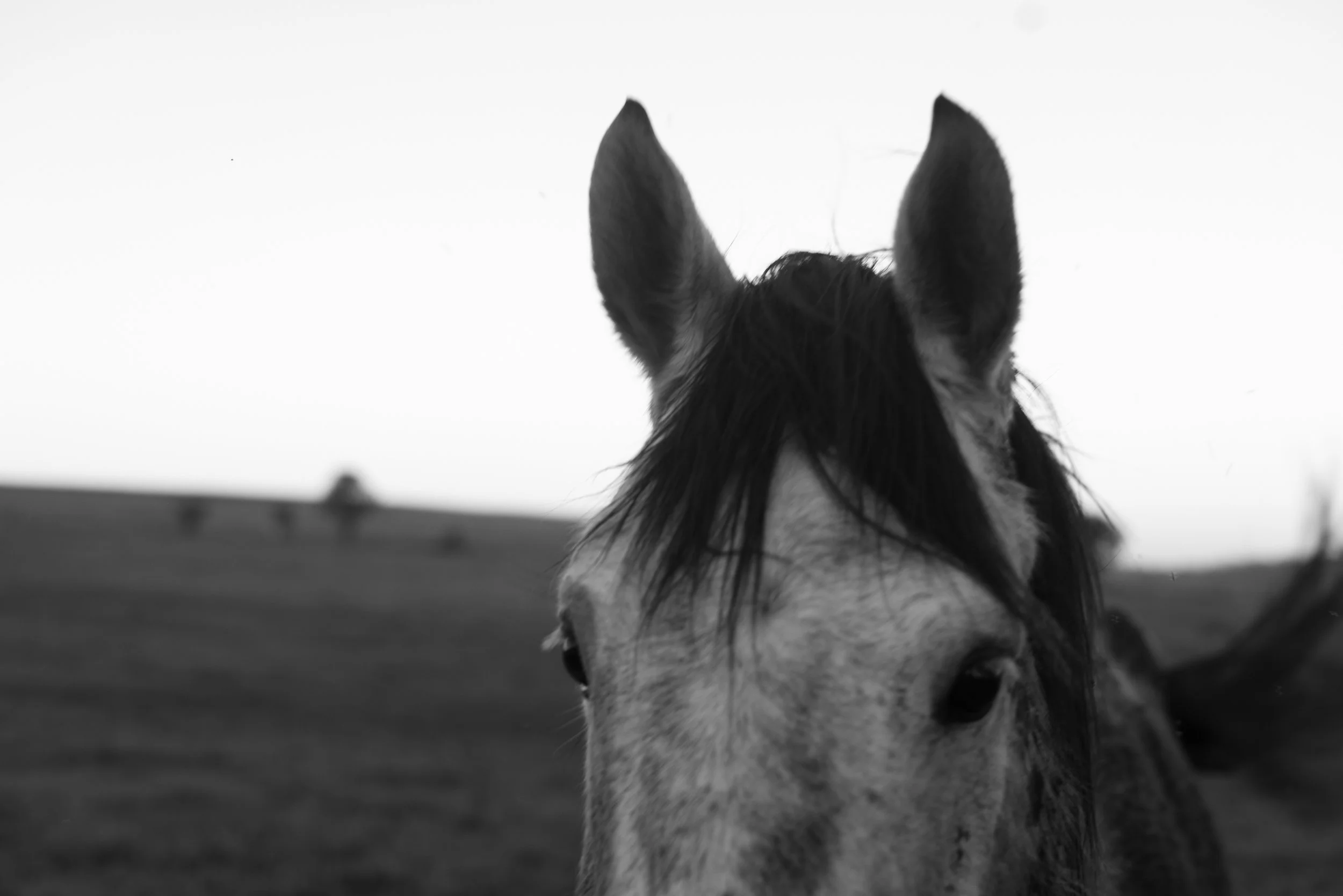 Haras Valente
