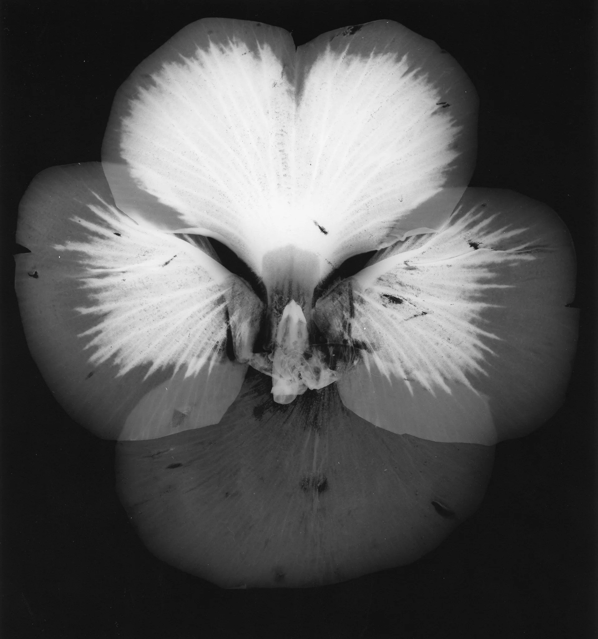 orquidea220260912_13064093_0006.jpg
