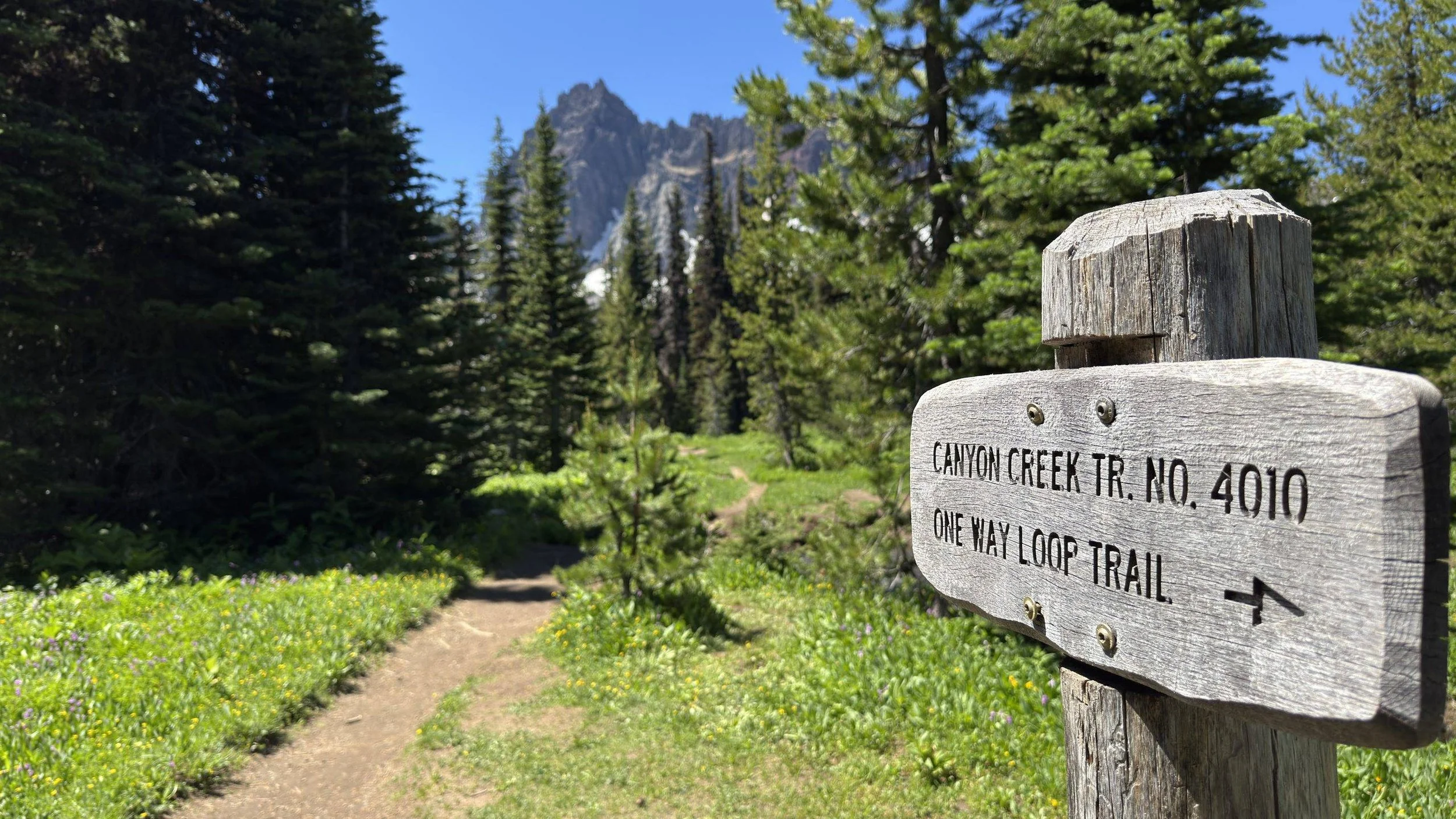 How to Hike Canyon Creek Meadows & See Mountain Goats on Three Fingered Jack