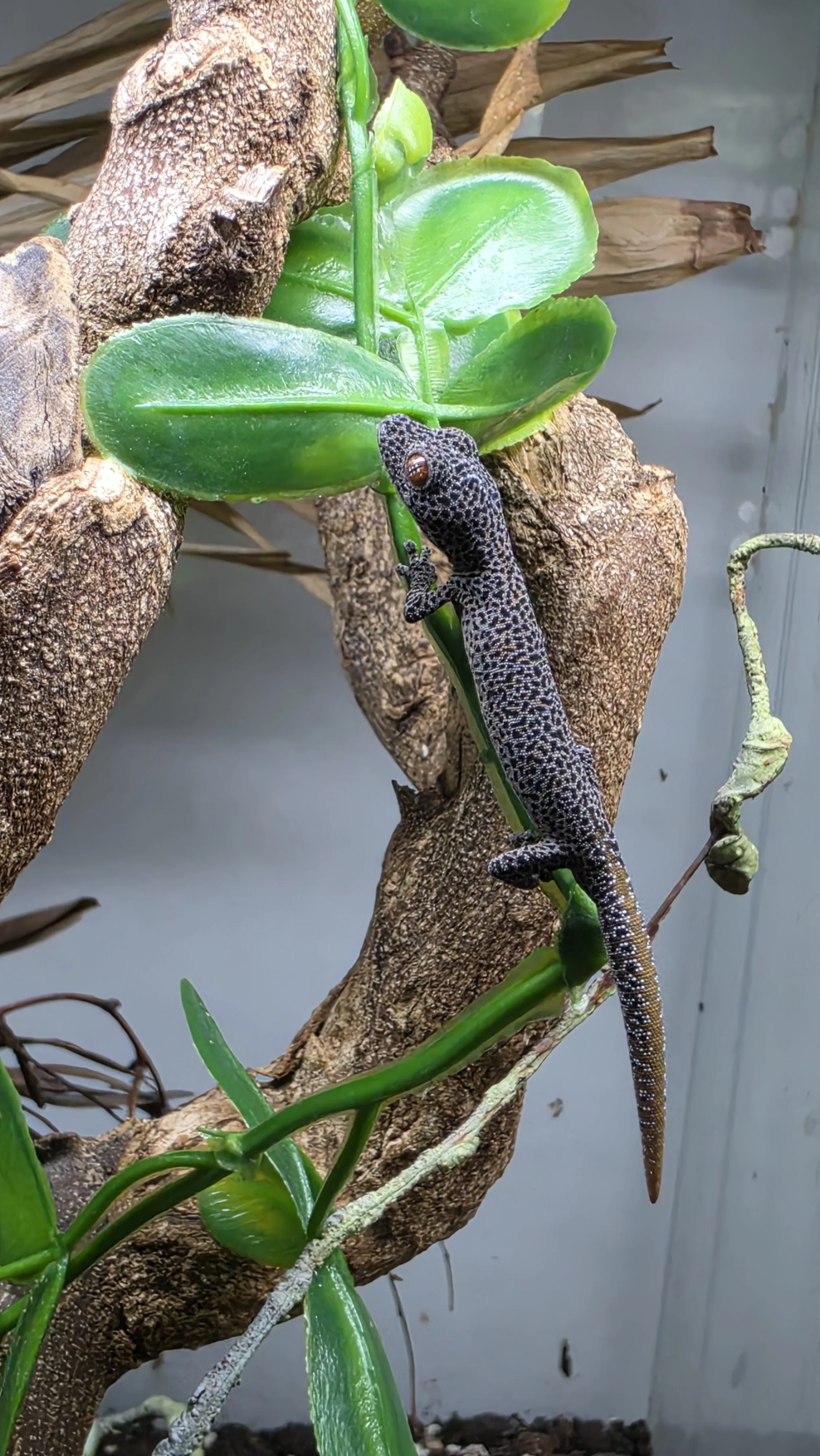 A small black and white speckled lizard climbing a tree trunk with green leaves and a gray background.