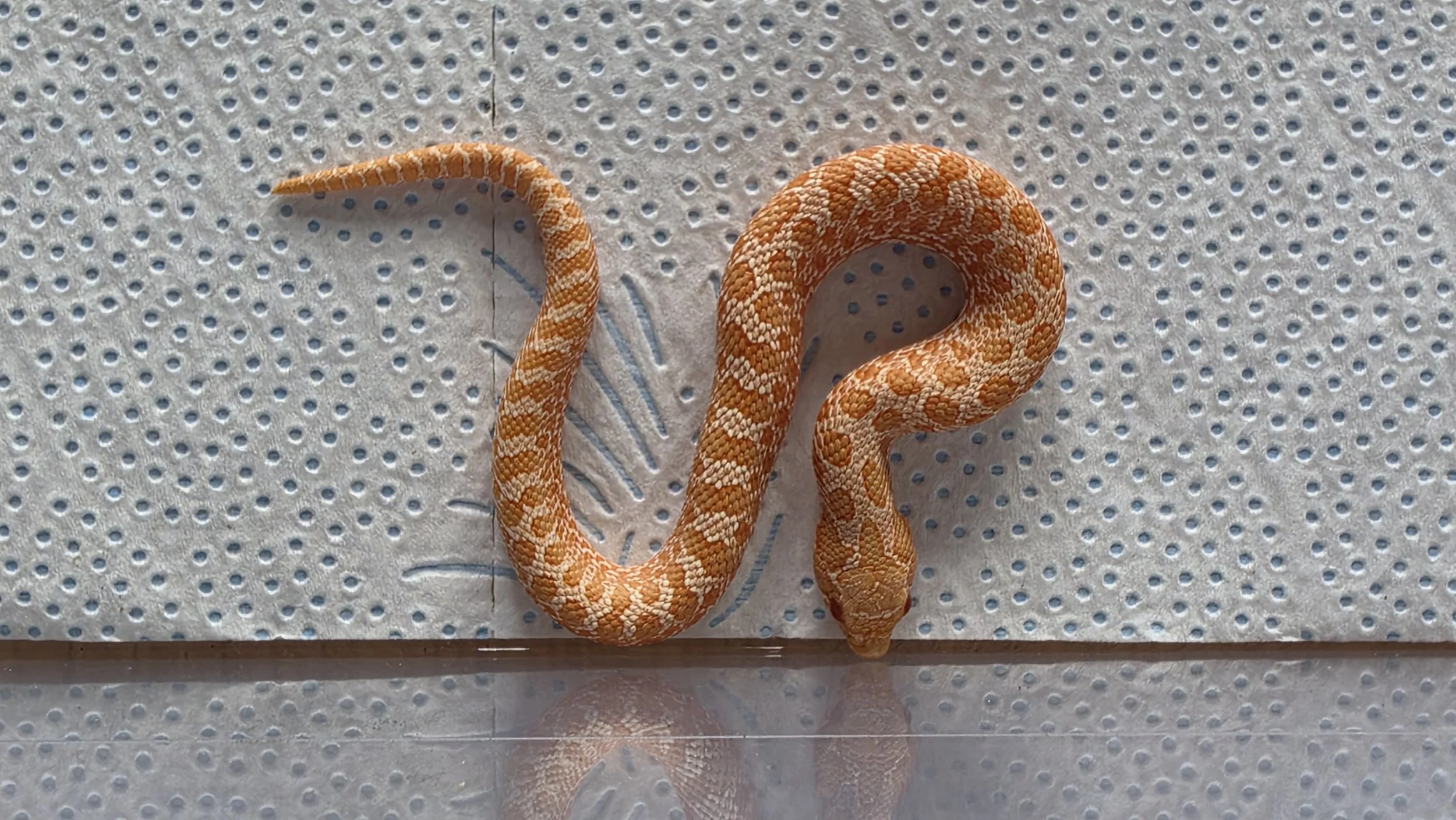 A small orange and cream patterned snake on a textured surface with holes.