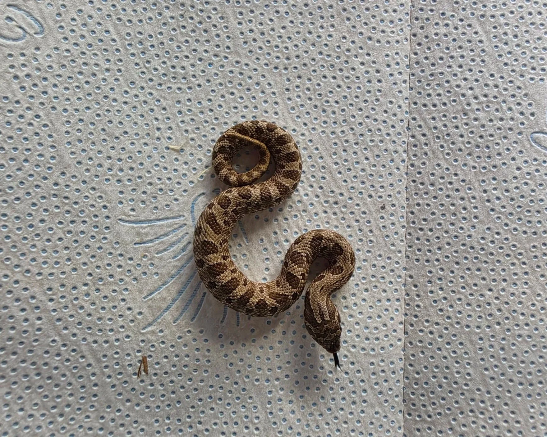 A small snake with brown and black patterned scales on a textured white surface with blue dot accents and decorative blue lines.