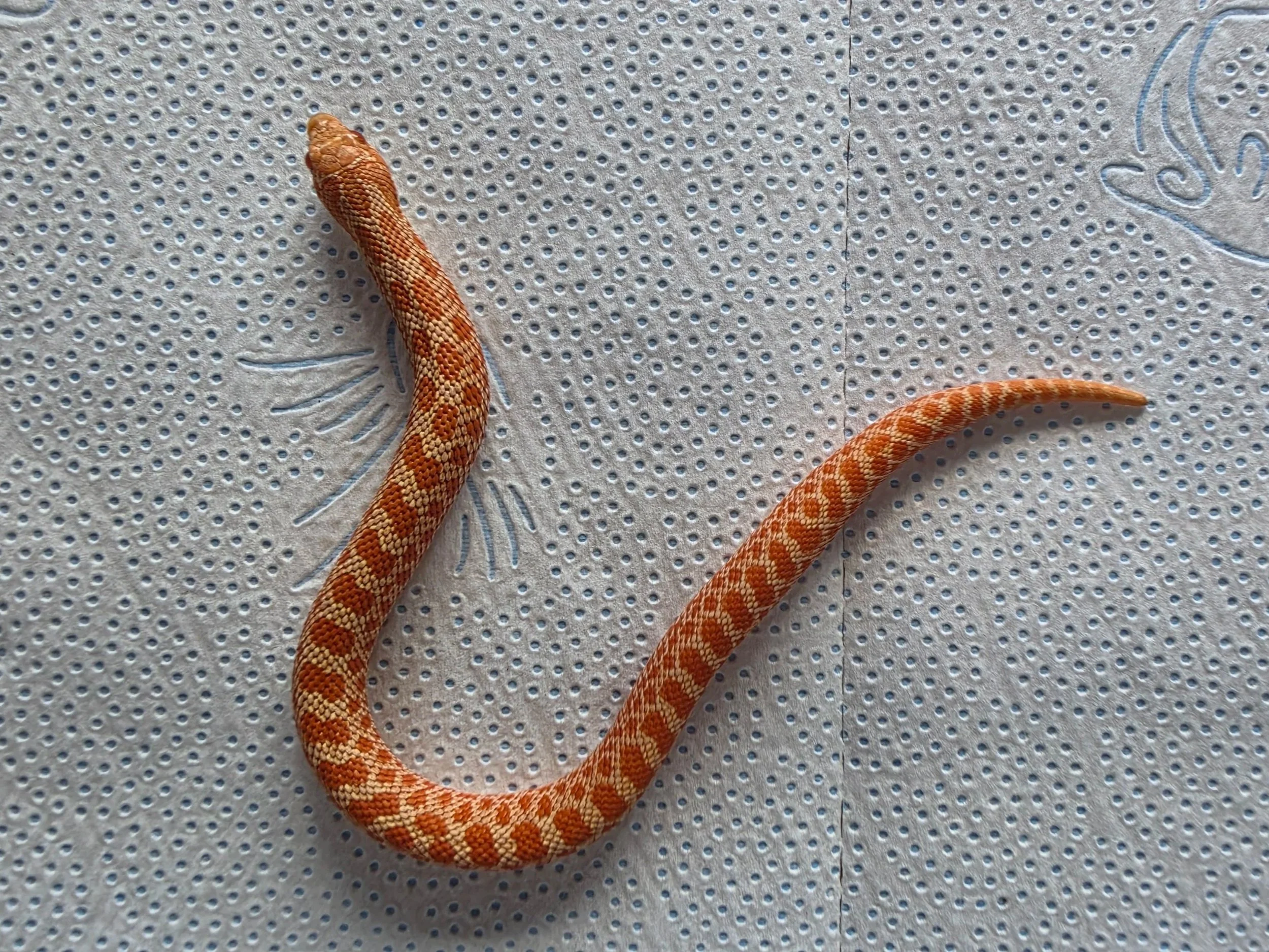 A small orange and yellow patterned snake on a textured grey surface.
