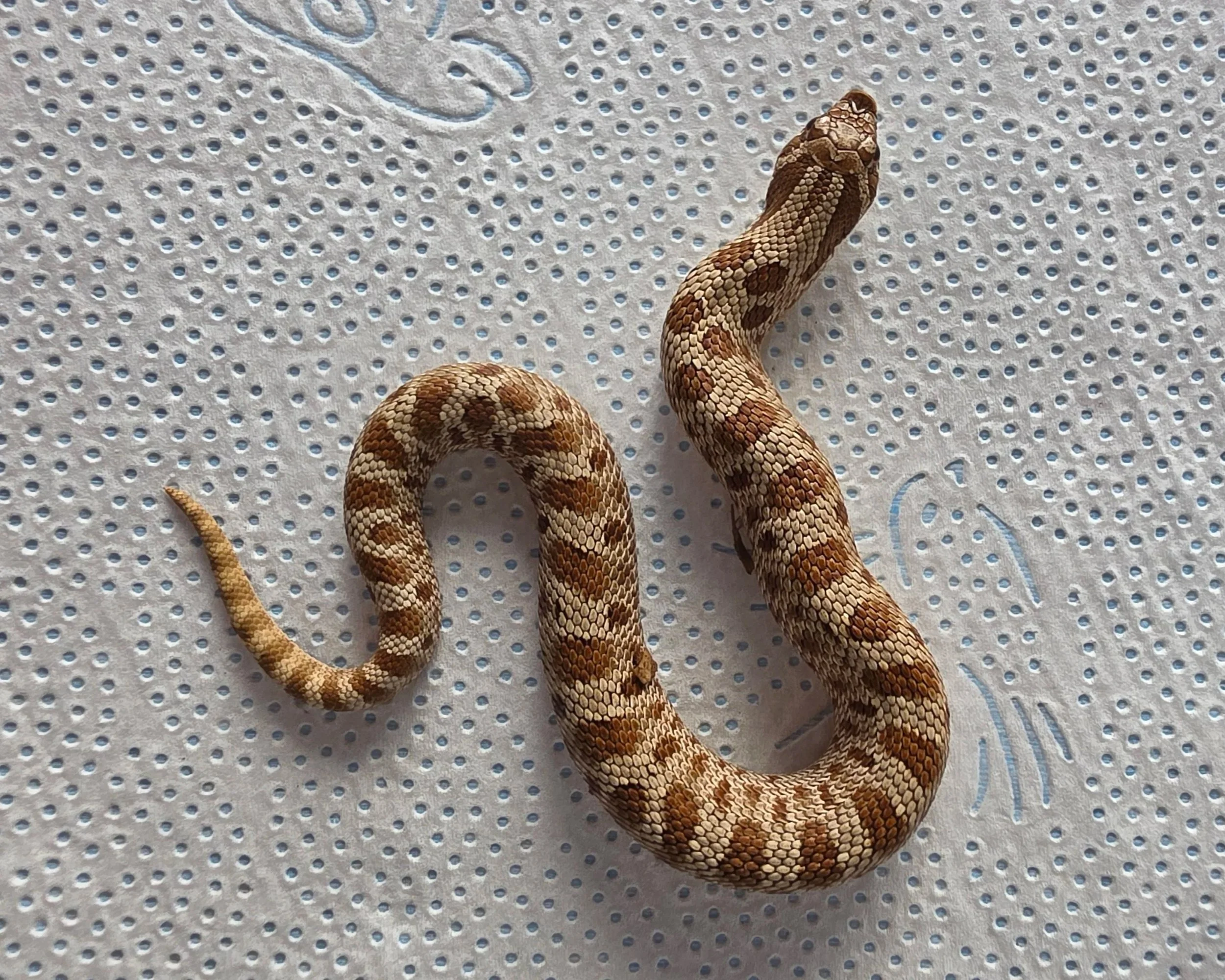 A snake with brown and beige patterned scales on a perforated white surface.