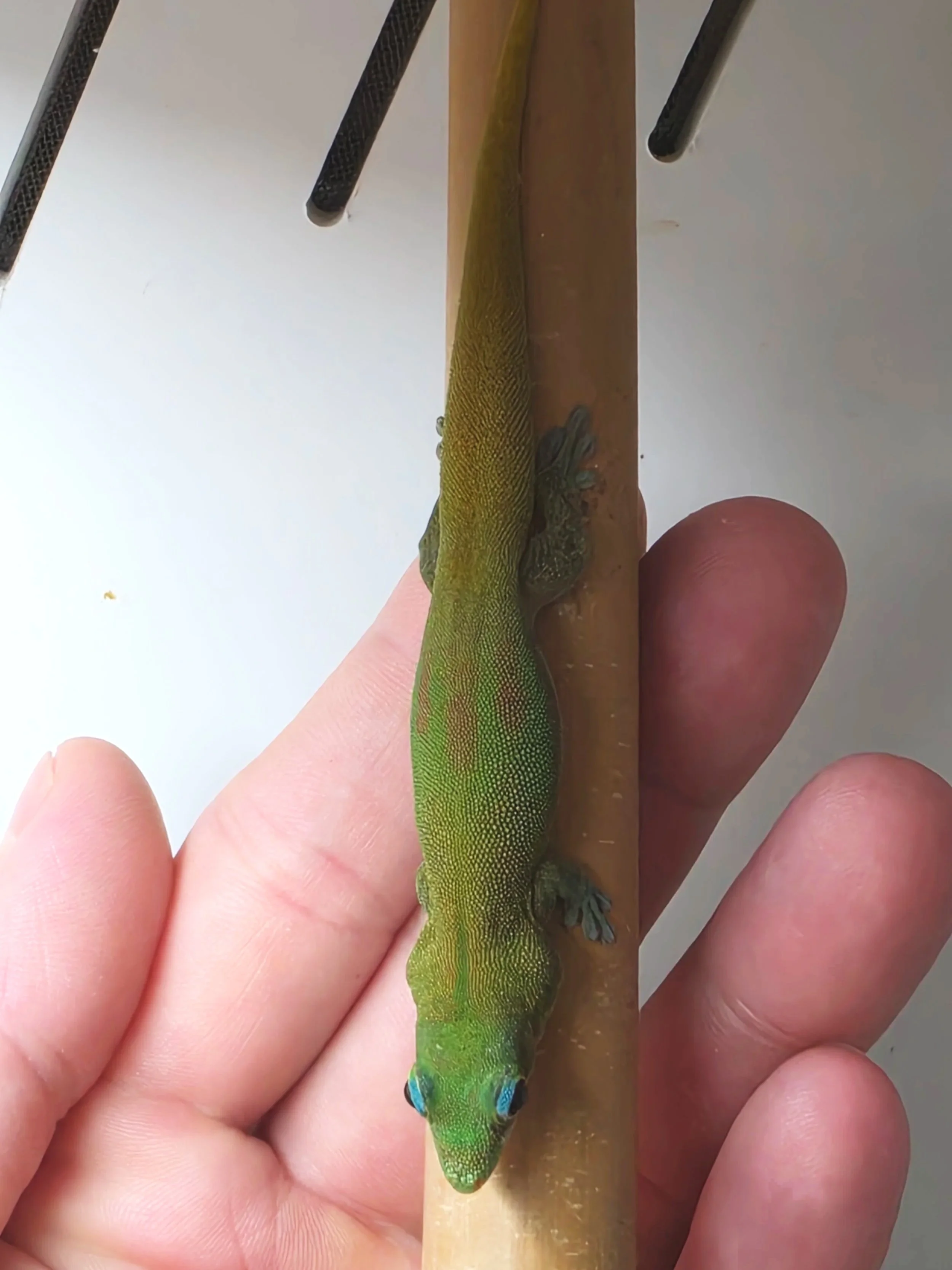 Close-up of a person holding two paintbrushes, with one of the brushes featuring bright green and yellow paint, and the other with brown paint, against a plain white background.