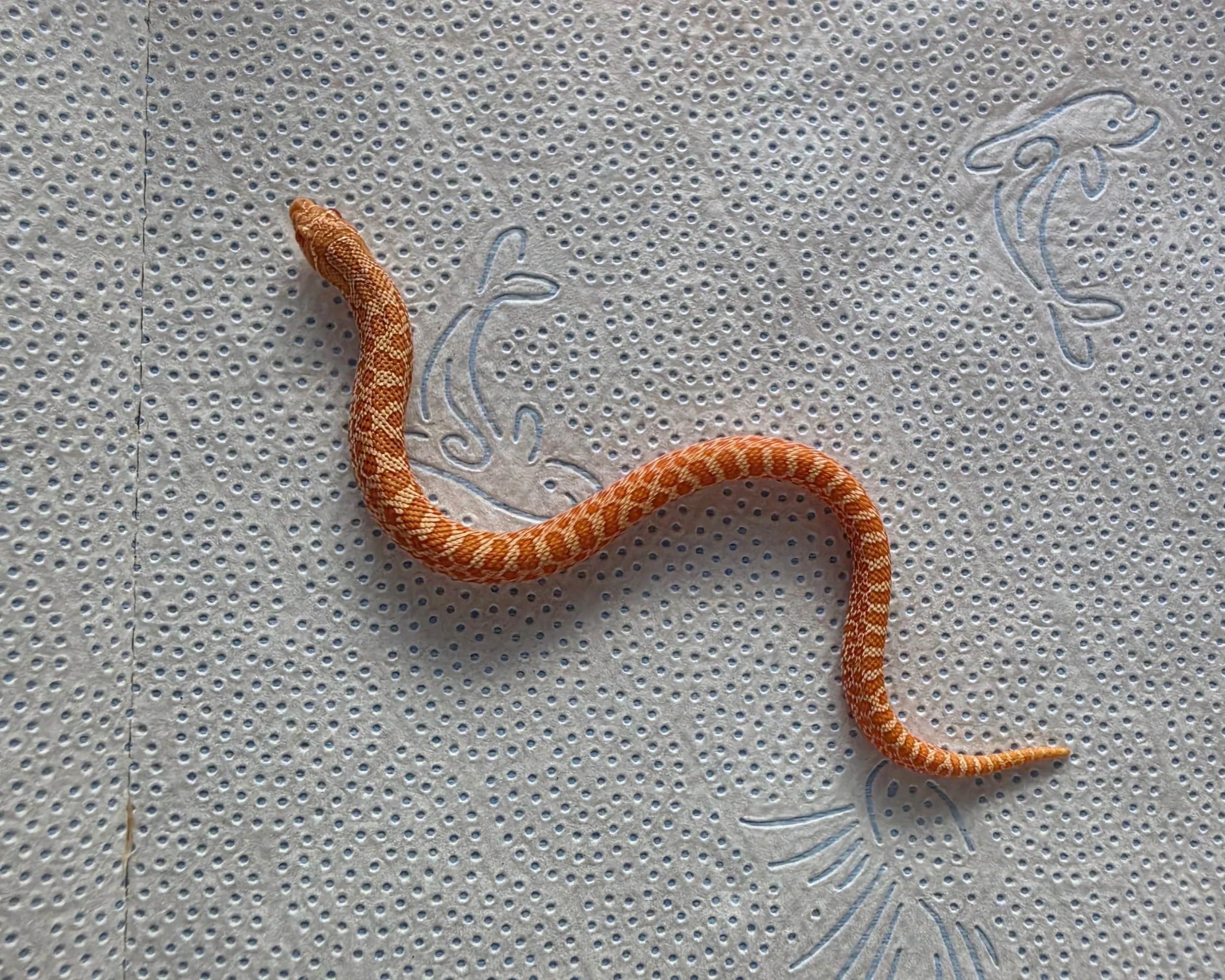 Orange snake with brown patterns on a textured surface with embossed designs and a seed-like pattern.