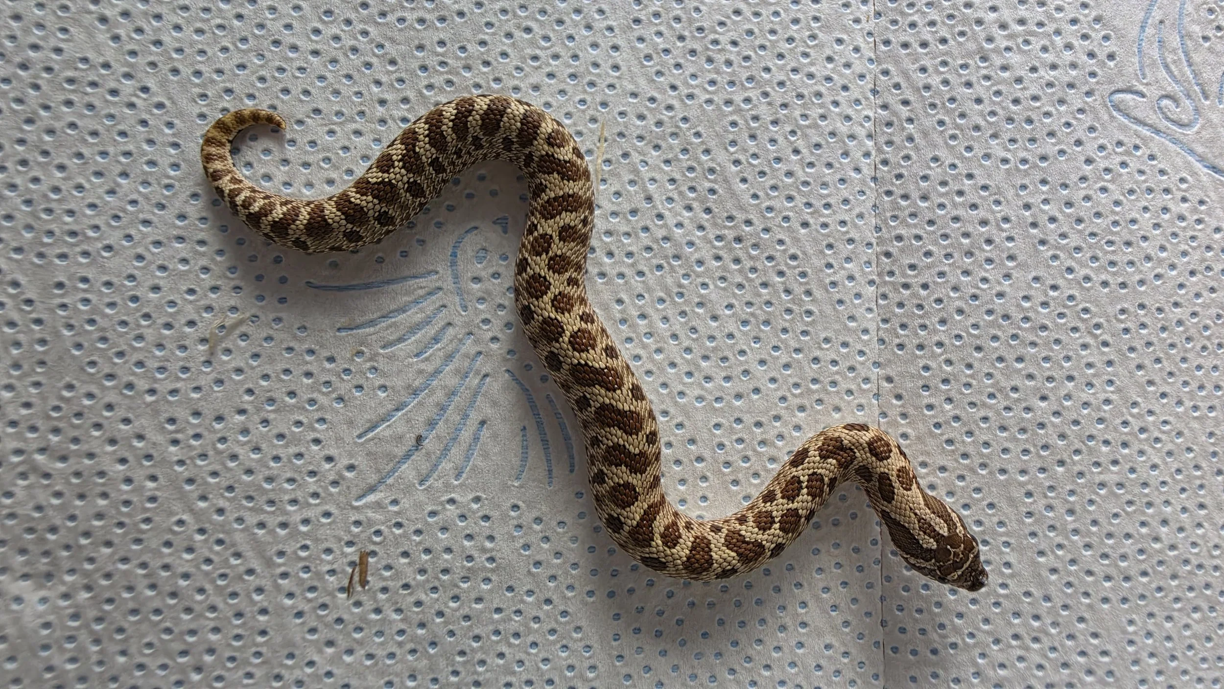 Close-up of a small snake with brown and beige patterned scales, on a textured white surface with blue design.