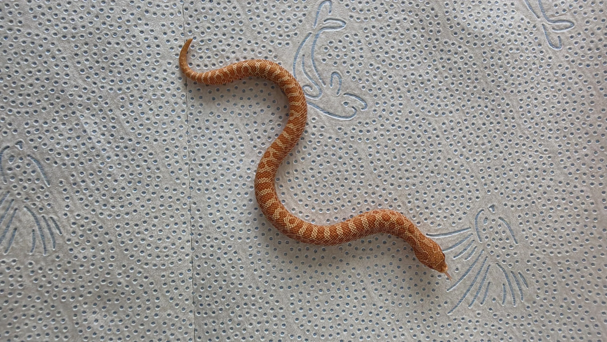 A small orange and tan patterned snake on a textured surface with faint blue floral designs.