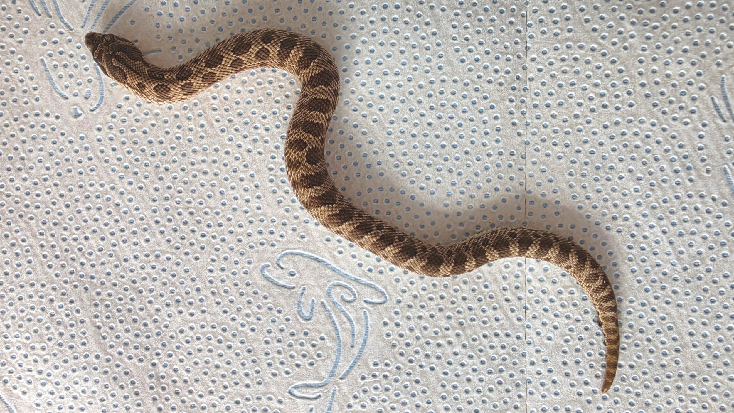 A small snake with brown and black markings on its body, lying on a textured white surface with blue decorative embroidery.