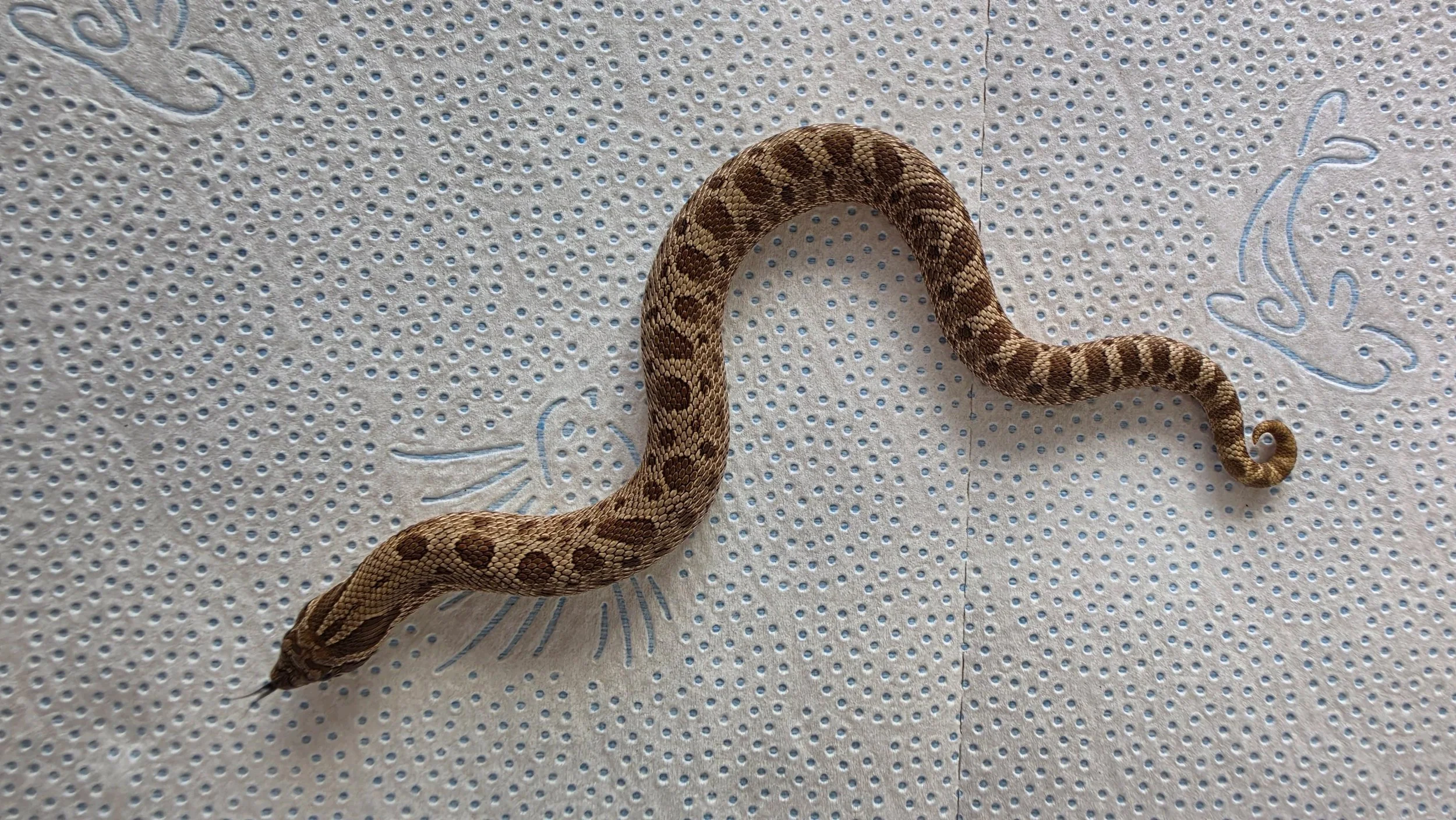 A small snake with a brown and dark pattern on a textured white surface with blue dots and decorative lines.
