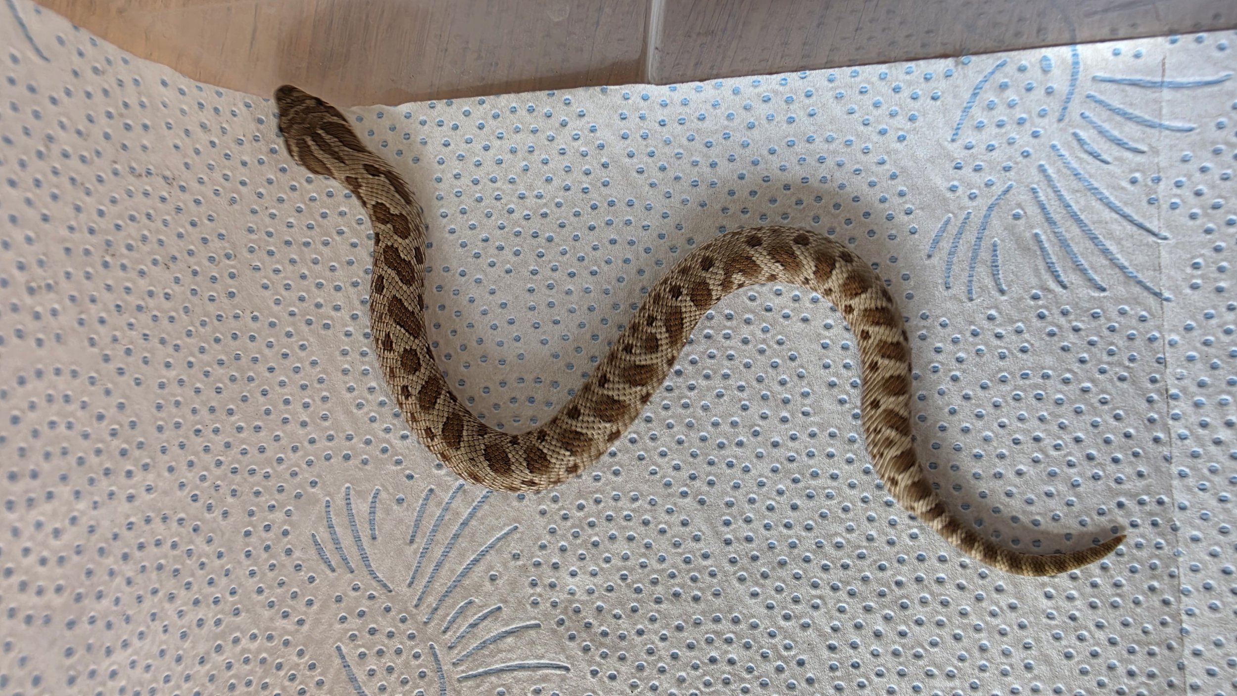 A small snake with brown and beige patterned scales on a white paper towel with blue dots and leaf designs.