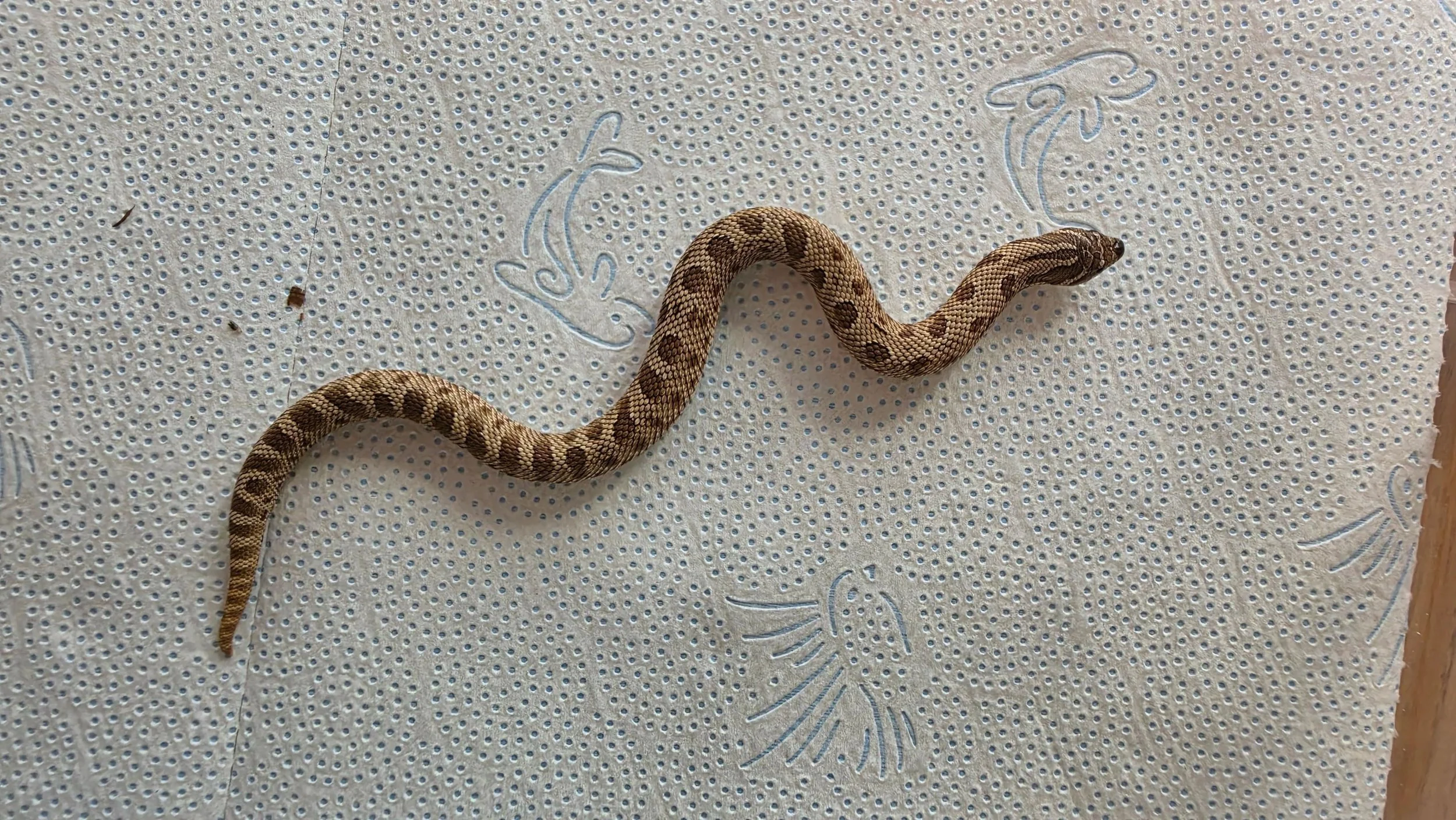 A small snake with a light brown and dark brown pattern on its back is on a textured paper towel with images of a snake and other decorative patterns.