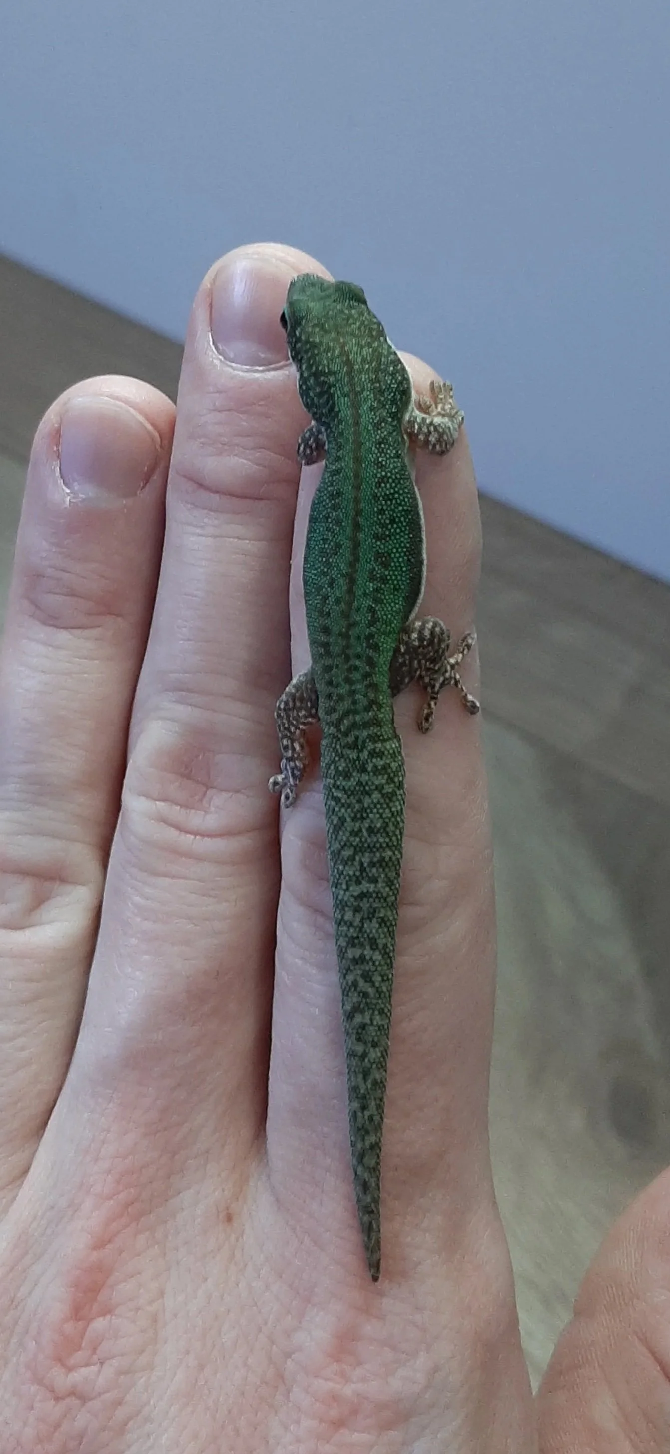 Close-up of a small green and brown lizard on a person's hand.