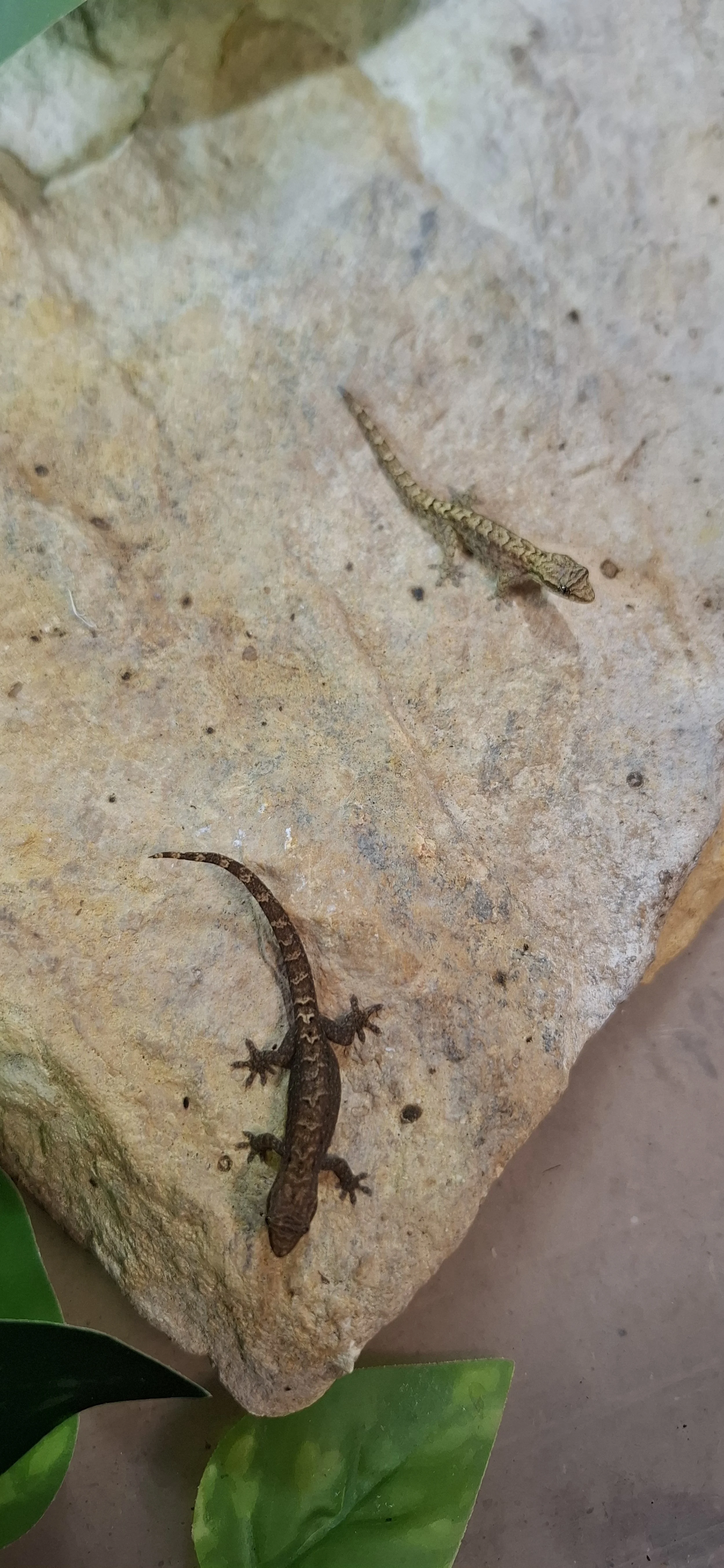 Two small lizards on a beige rocky surface with green leaves at the bottom