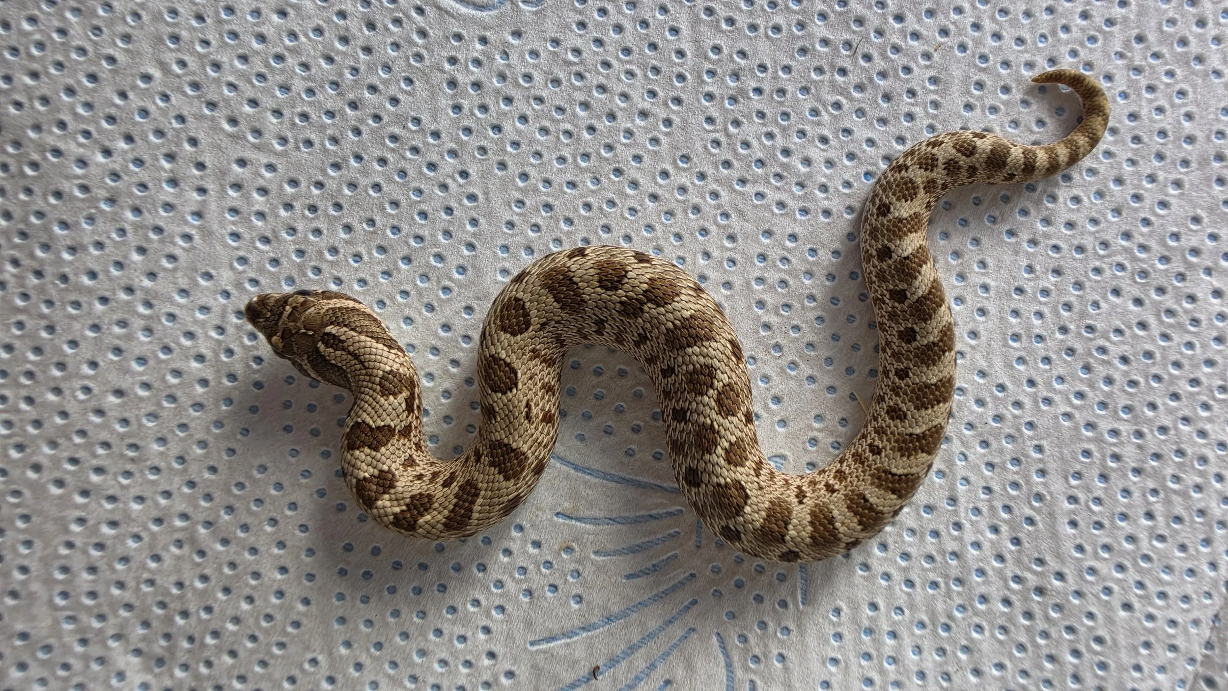 A snake with a brown and beige patterned body on a light fabric surface with small holes.