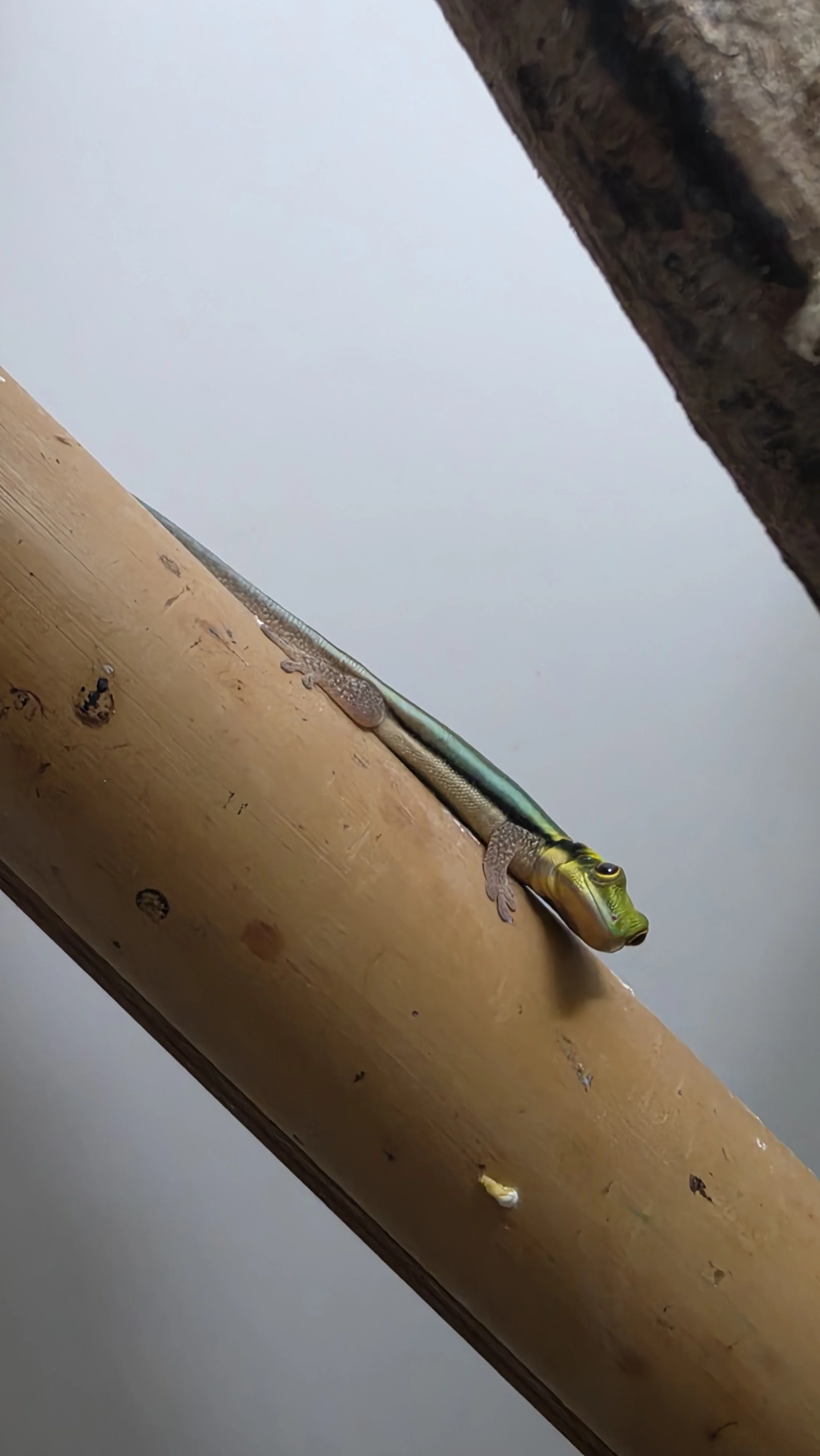 A small fish with a slender, iridescent body and a yellow tail, lying on a wooden surface between two dark rocks or wooden structures.
