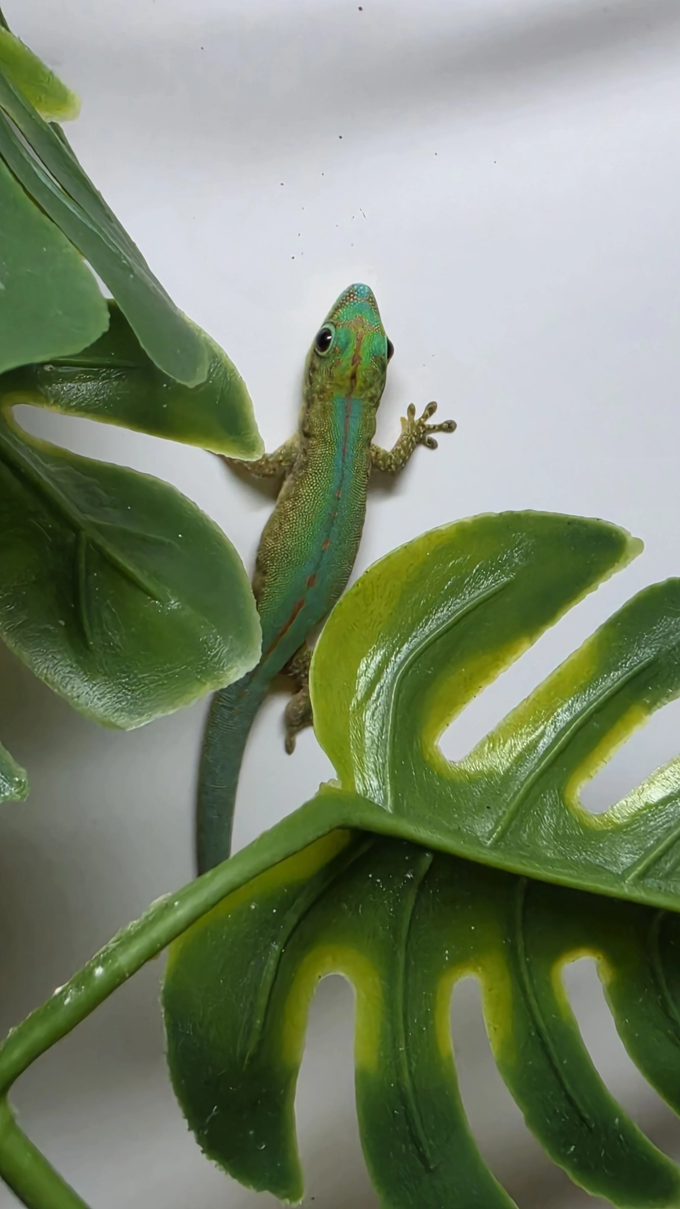 A colorful lizard with green, blue, and yellow markings on its head and back, resting on a large green leaf.