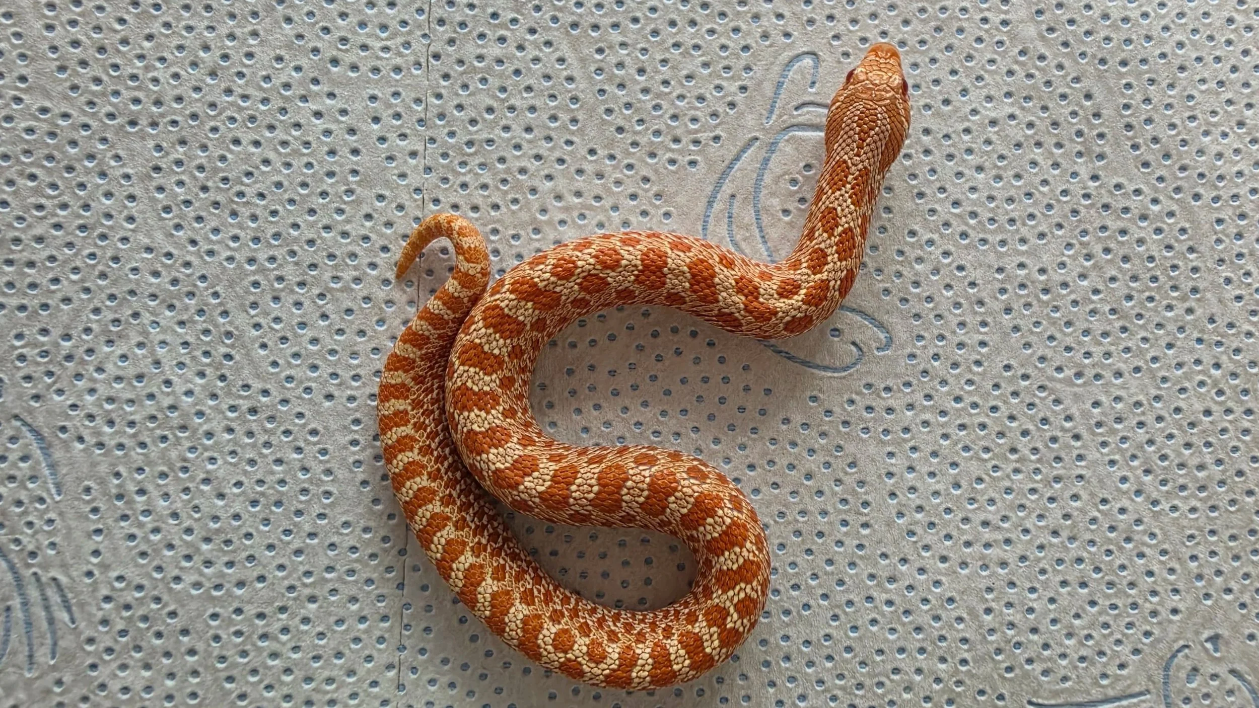 A orange and beige patterned snake on a textured surface.