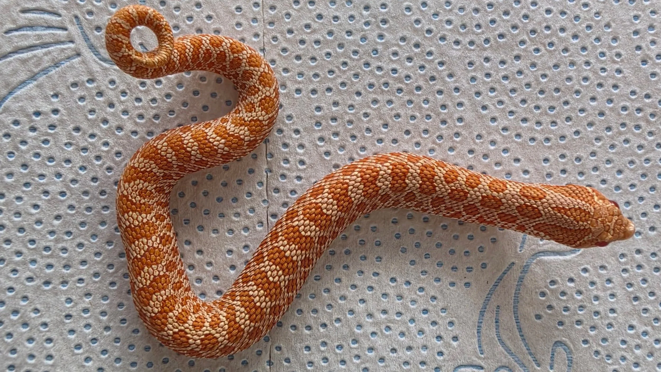 Orange and white patterned snake on a light blue textured fabric.