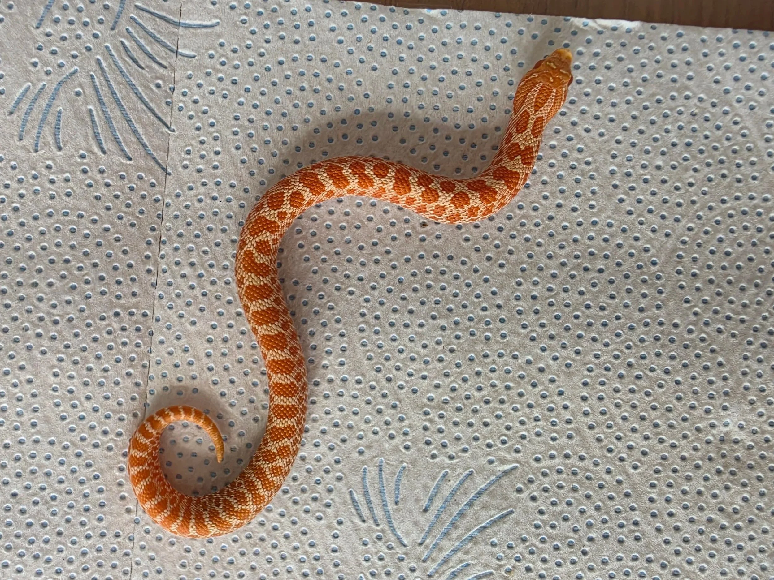 A small orange snake with white markings on a textured mat with blue and gray patterns.
