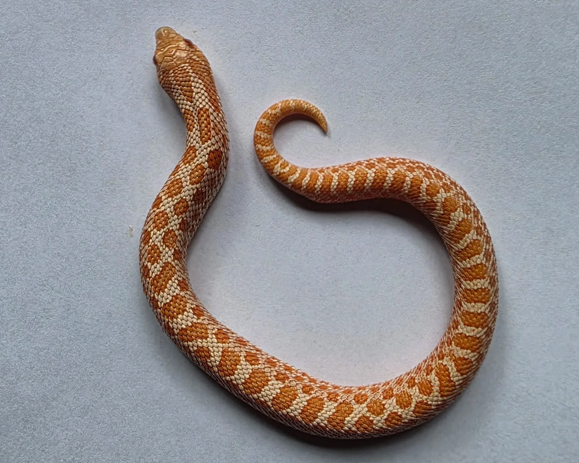 A snake with orange and cream scales forming a pattern, coiled on a gray surface.