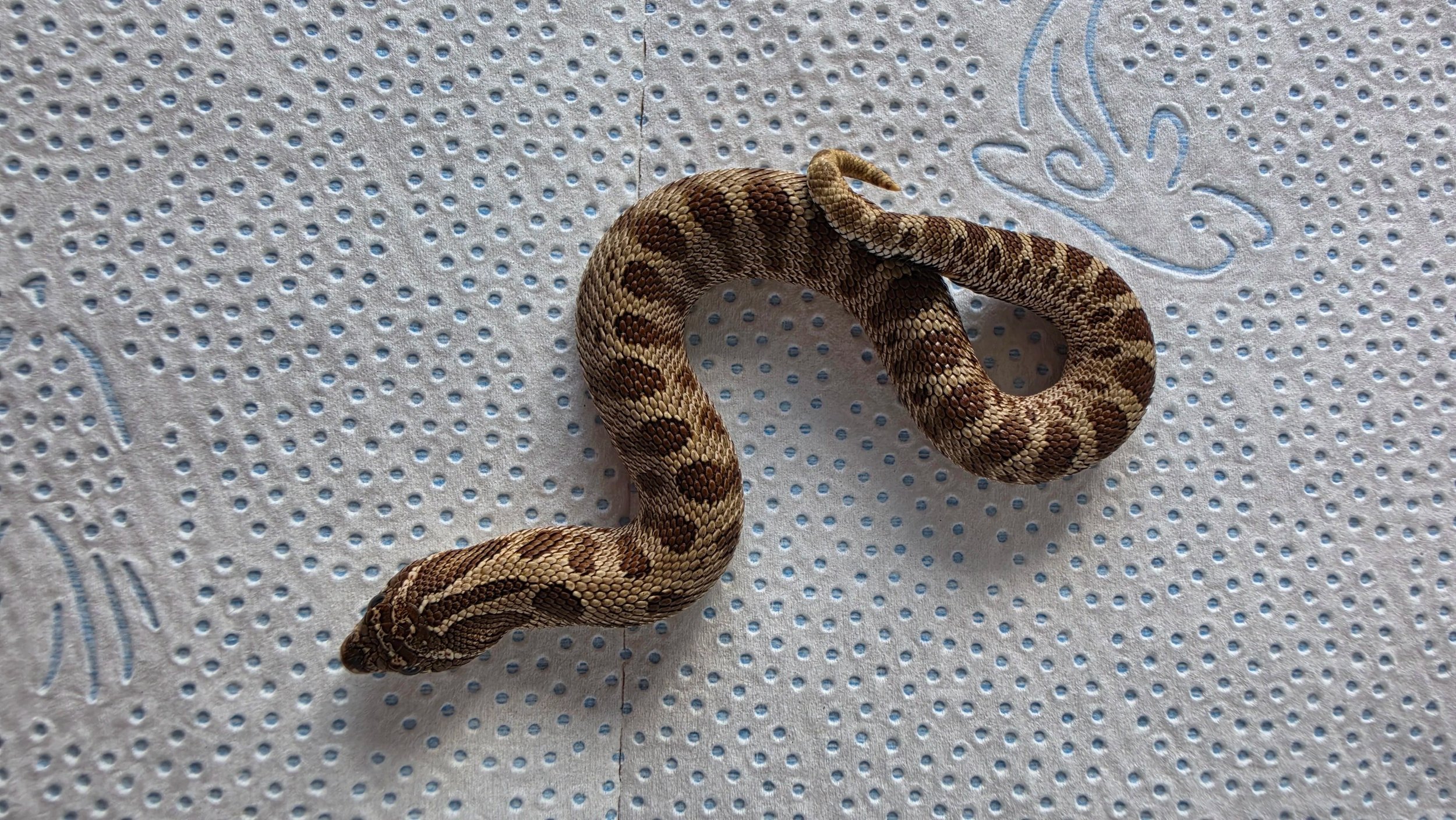 A snake with brown and tan patterned scales resting on a white cloth with blue holes and embroidered blue designs.