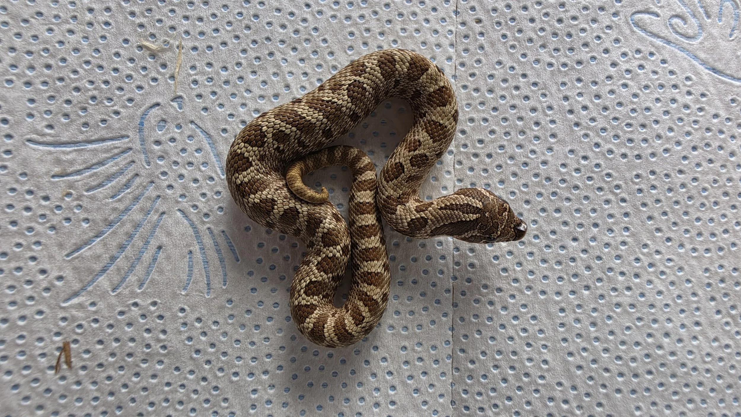A small snake with a brown and beige patterned body lying on a white textured surface with blue designs.