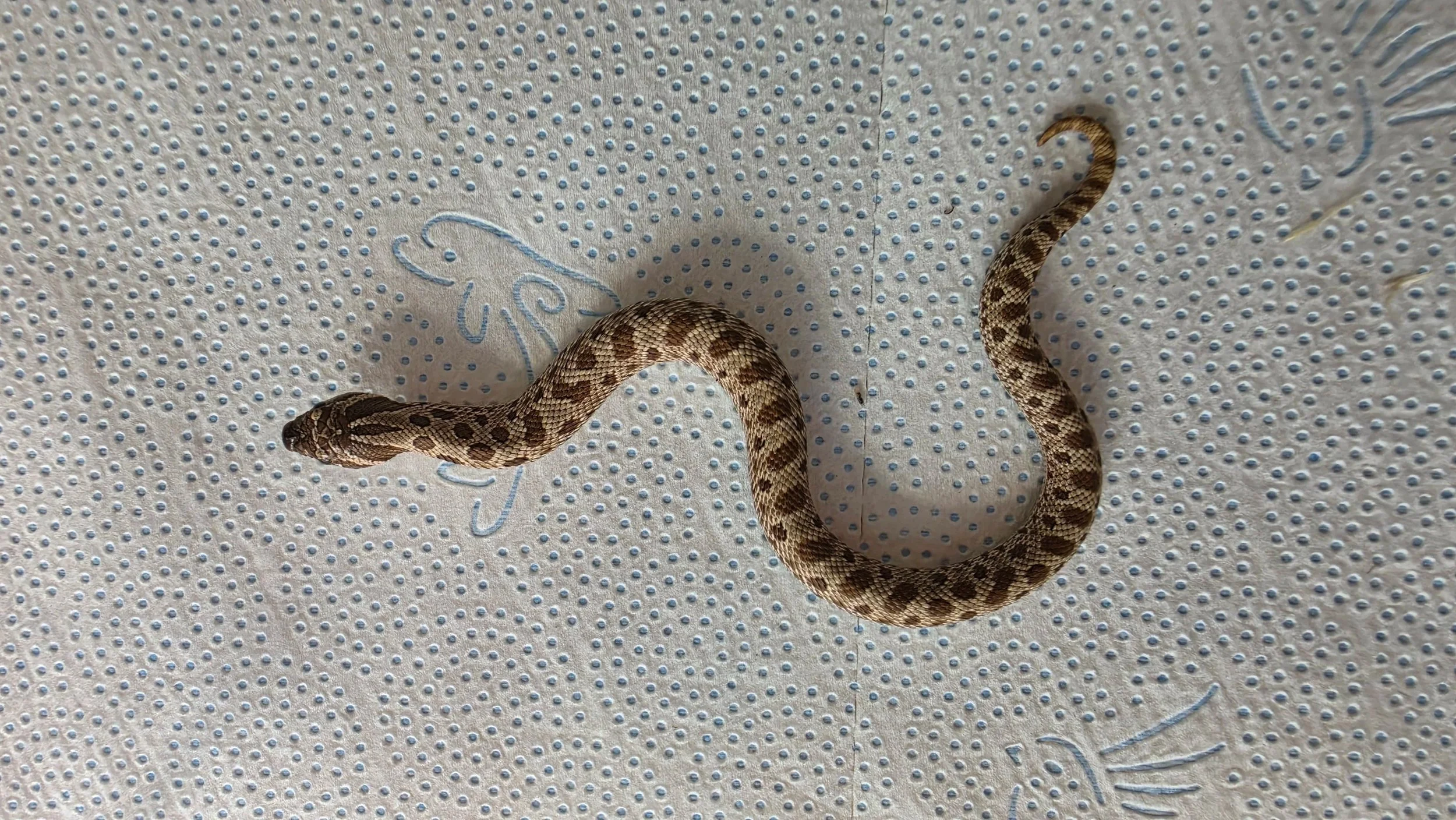 A small, brown snake with darker brown spots on a light-colored textured surface.
