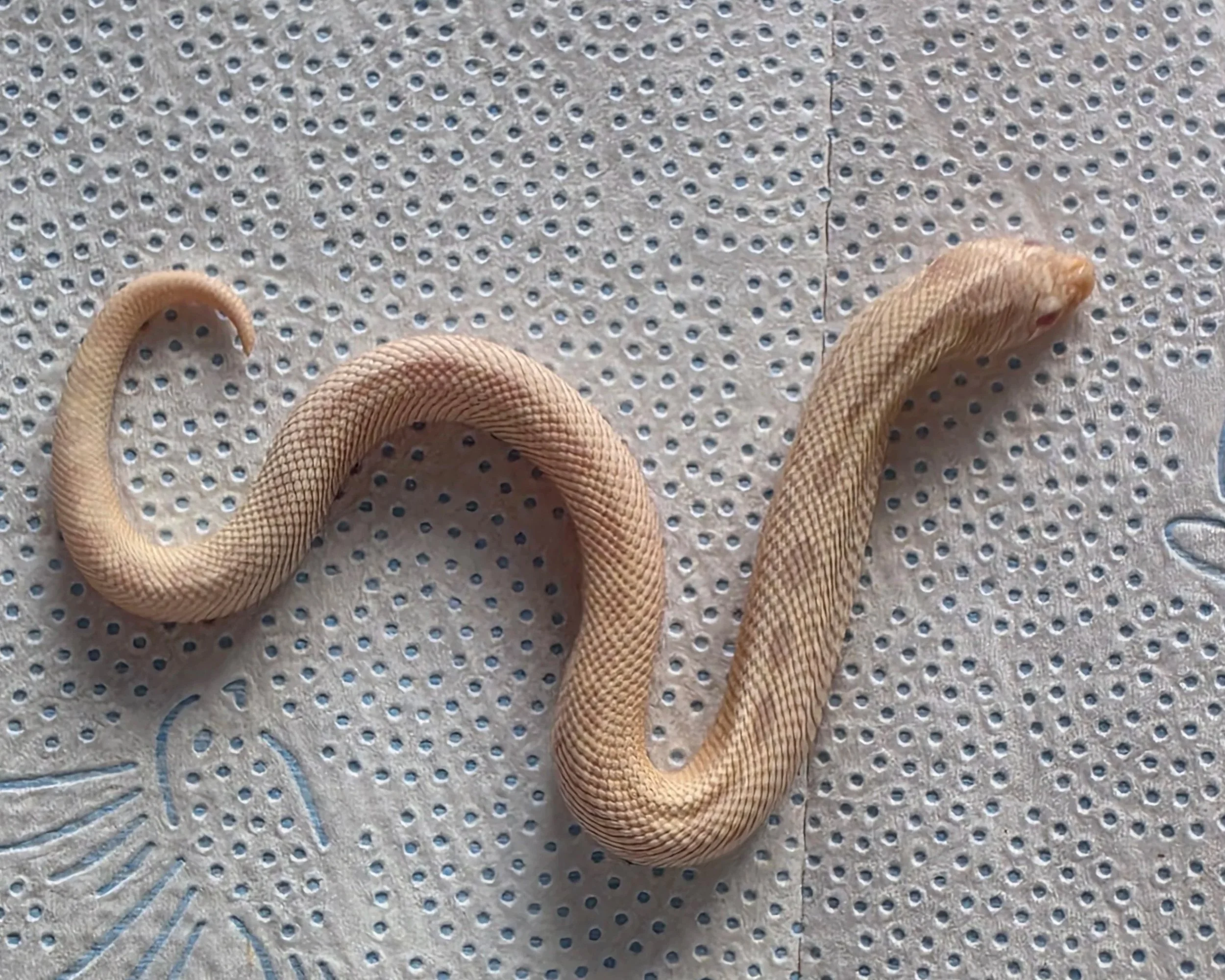A beige snake with textured scales curled on a perforated gray surface with blue patterns.