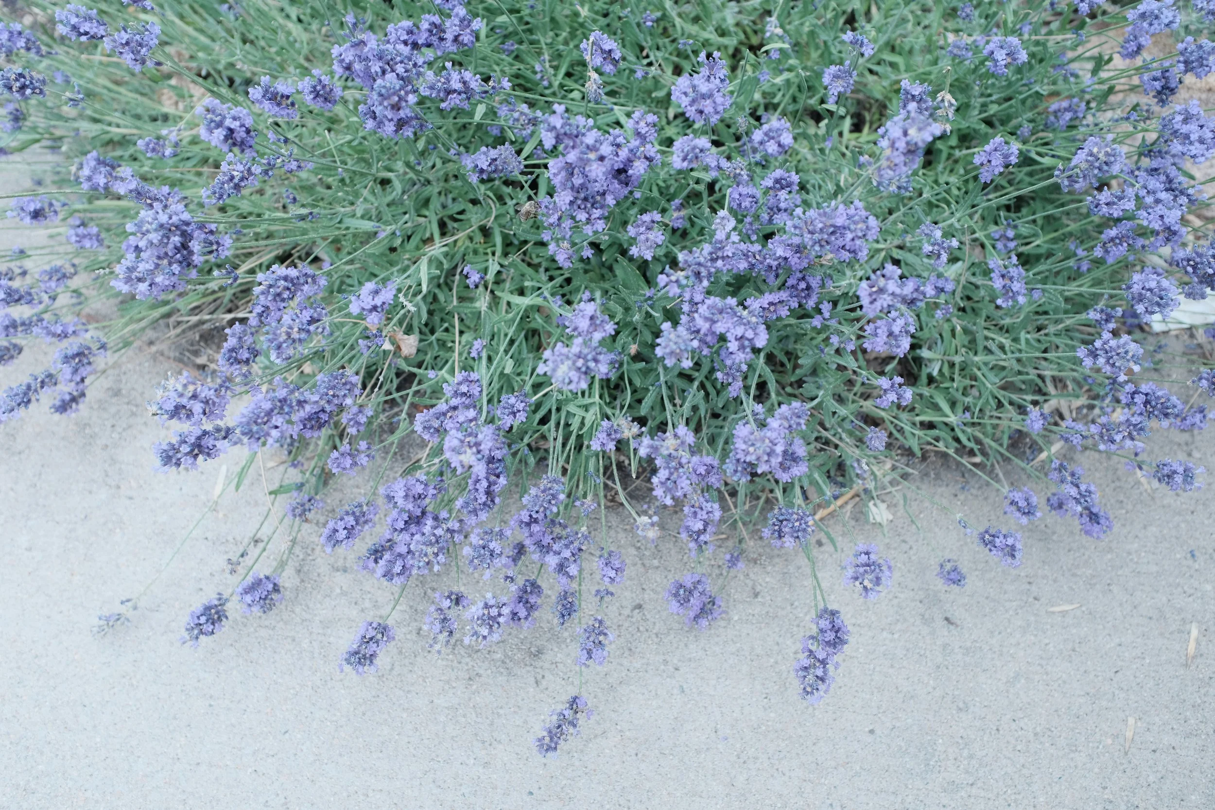 DSCF3266.JPG