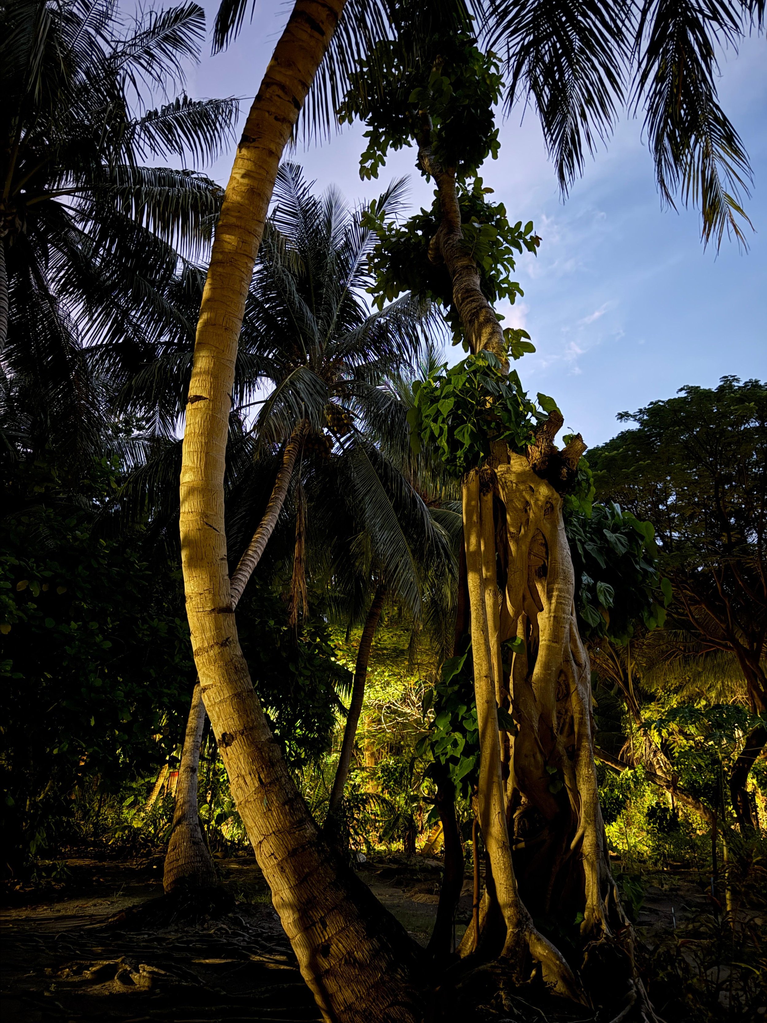 Garden in the evening