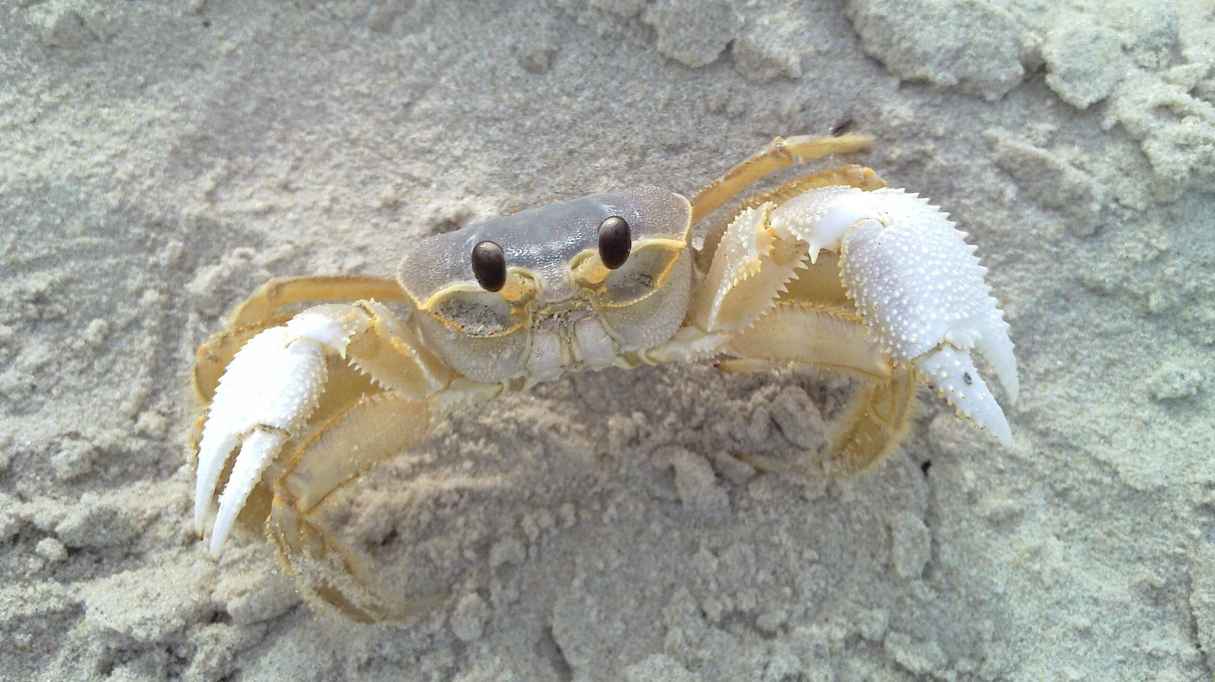 Crab