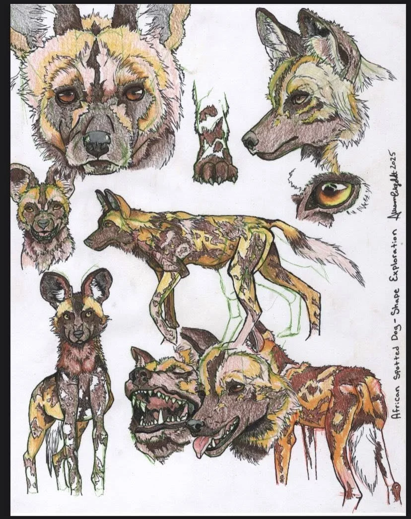 African Spotted Dog.jpg