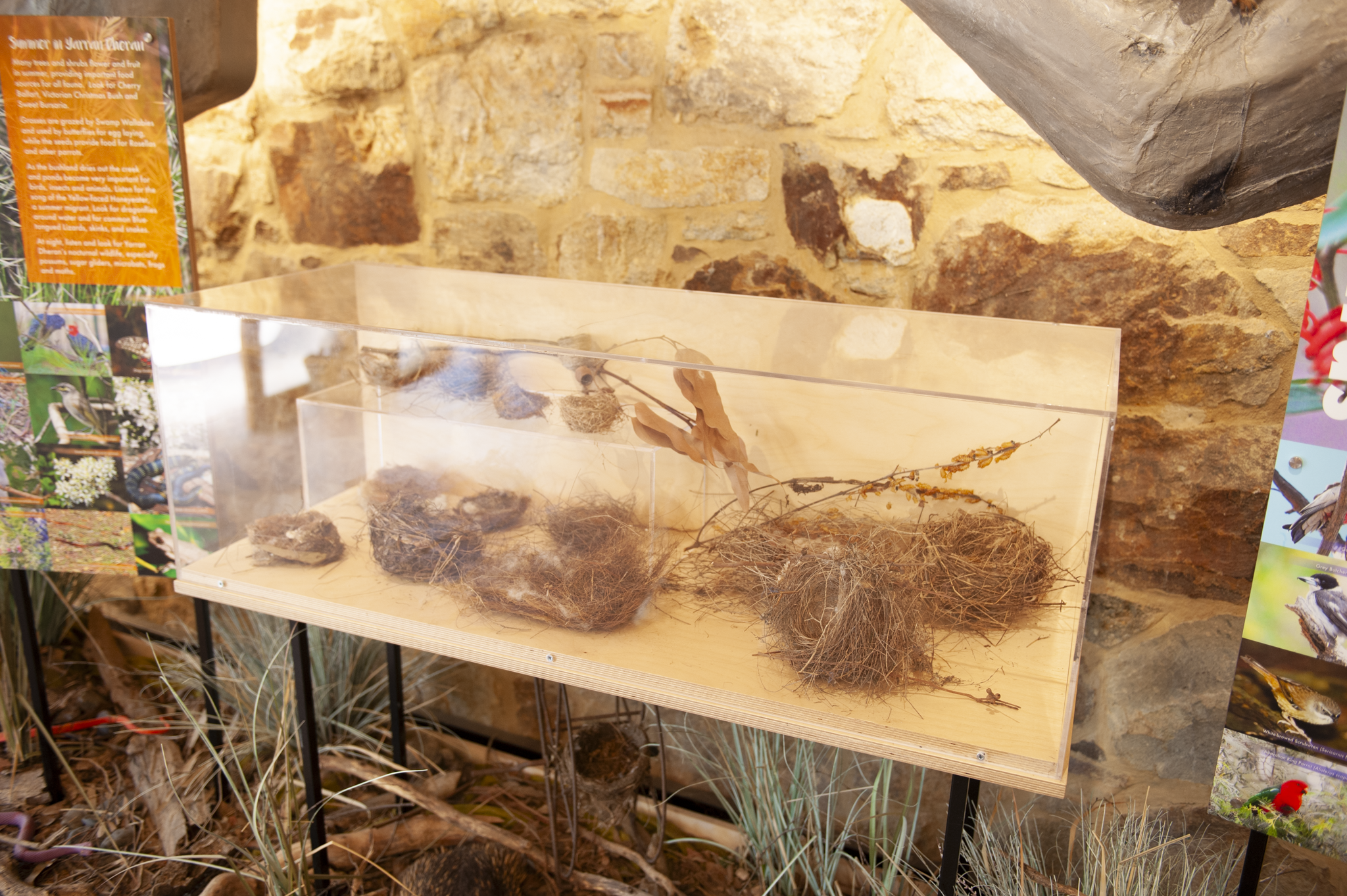 Display case with bird nests and dried plants against a brick wall at a nature exhibit.