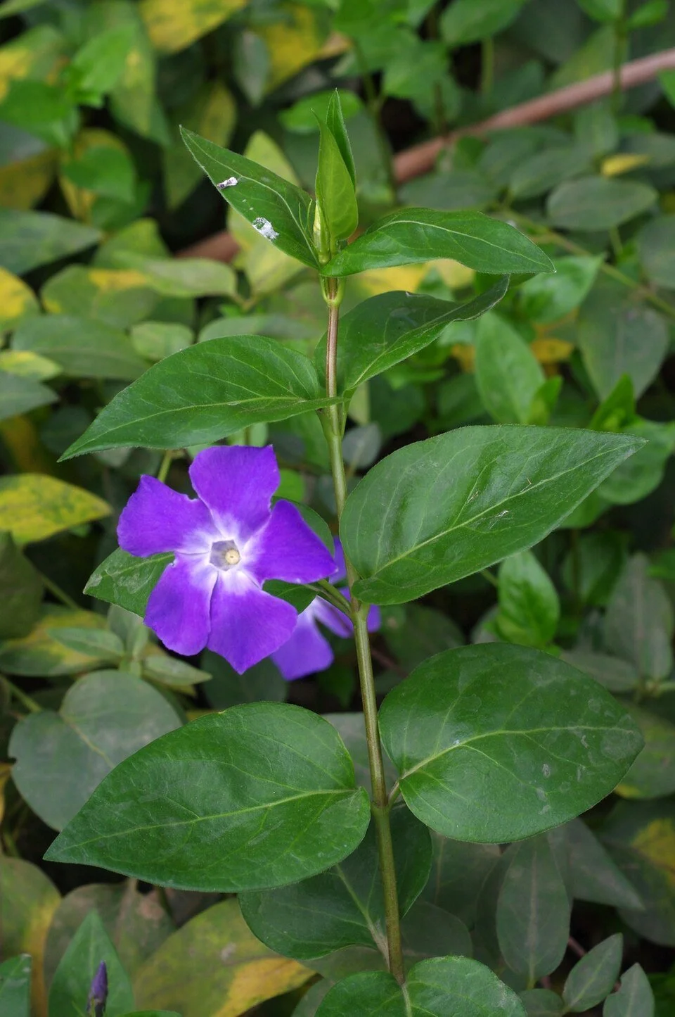 Blue Periwinkle – Vinca major
Spreads by rooting stem fragments. Invades damp, shady areas.