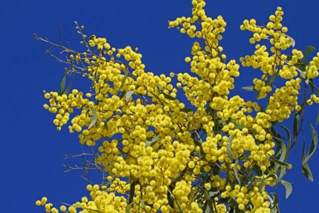 Golden wattle