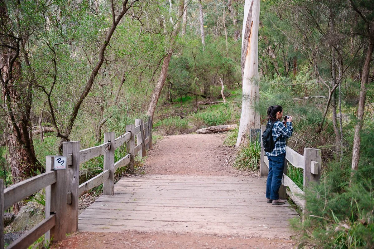 People walking along a bushland trail at Yarran Dheran