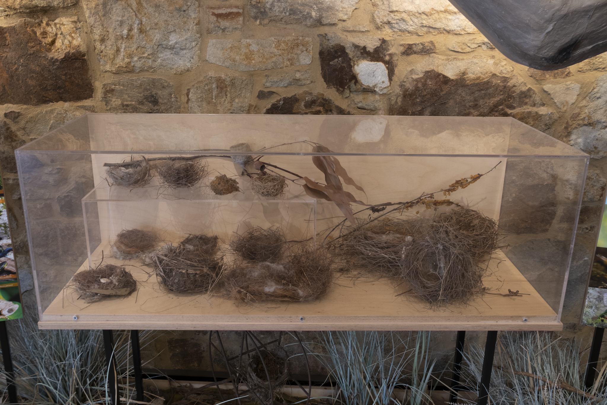 A display case containing bird nests and dry plant material against a stone wall background.