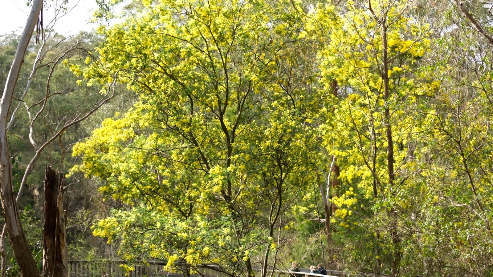 🌿 Celebrate Wattle Day and identify wattles of Yarran Dheran
