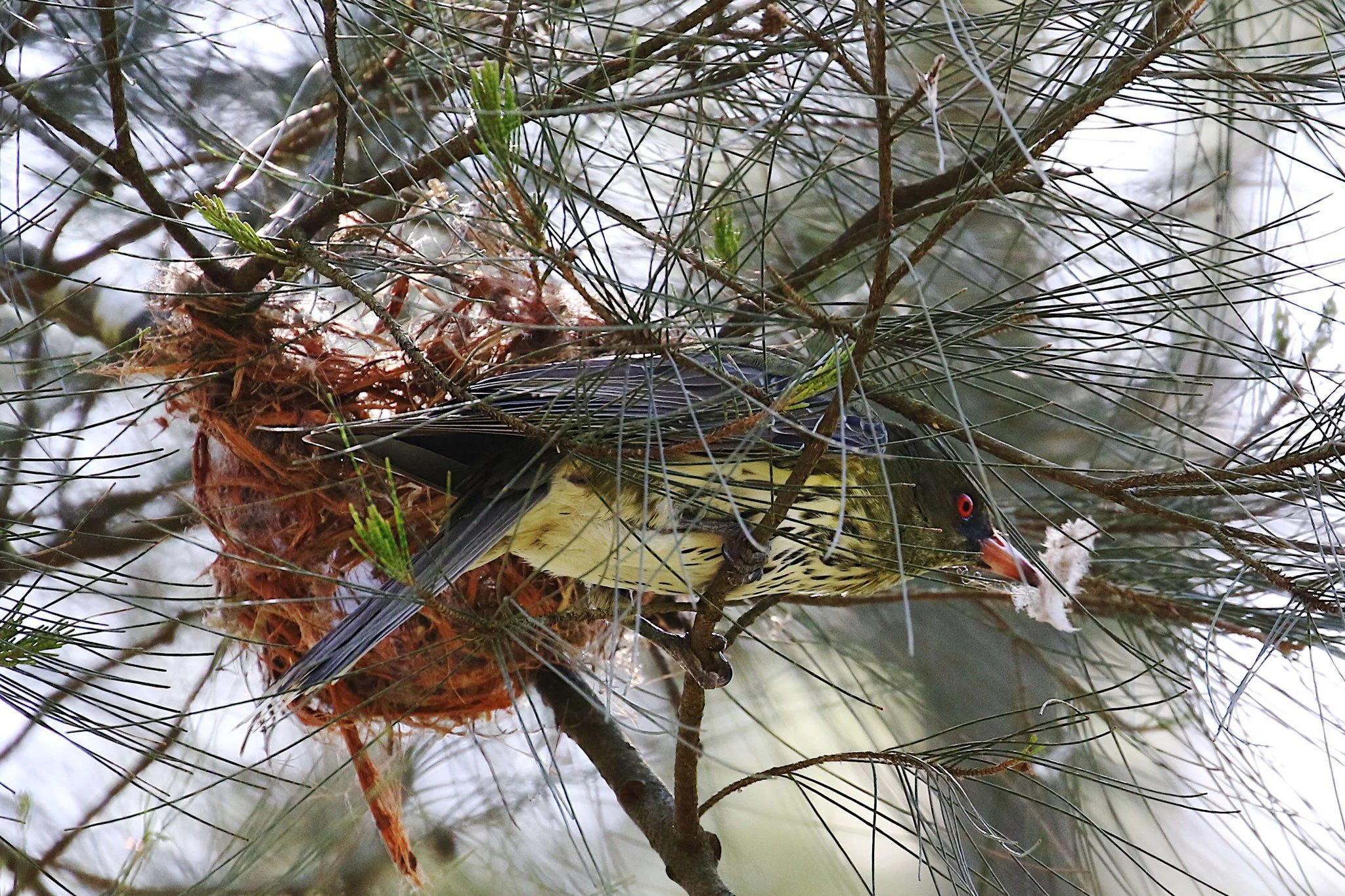 Olive-backed Oriole, photo by: Anon