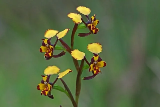 Donkey Orchid (Diuris species)