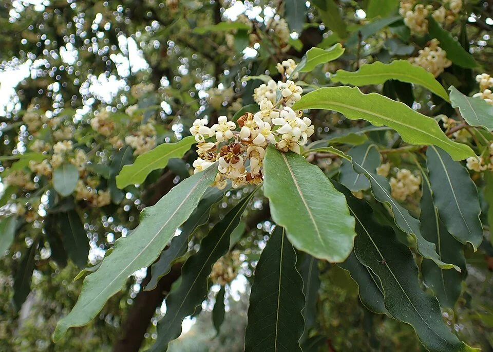 Sweet Pittosporum – Pittosporum undulatum

Spreads by seeds dispersed by birds and mammals.