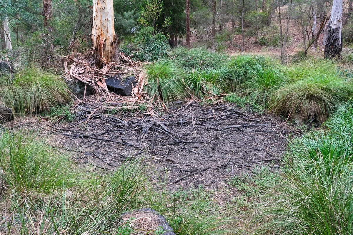 A dried pond bed surrounded by tussock grass at Yarran Dheran