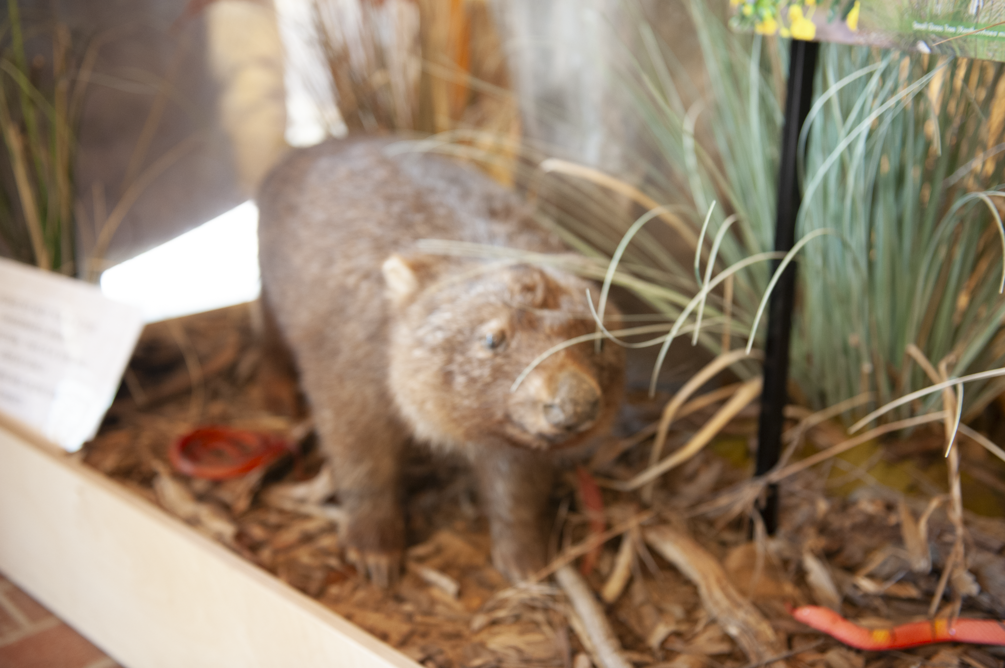 Taxidermy of a beaver on display at a museum exhibit, with plants and informational signs surrounding it.