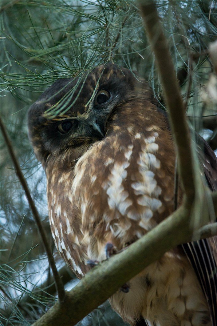 Boobook Owl photographed at Yarran Dheran Nature Reserve, June 2018